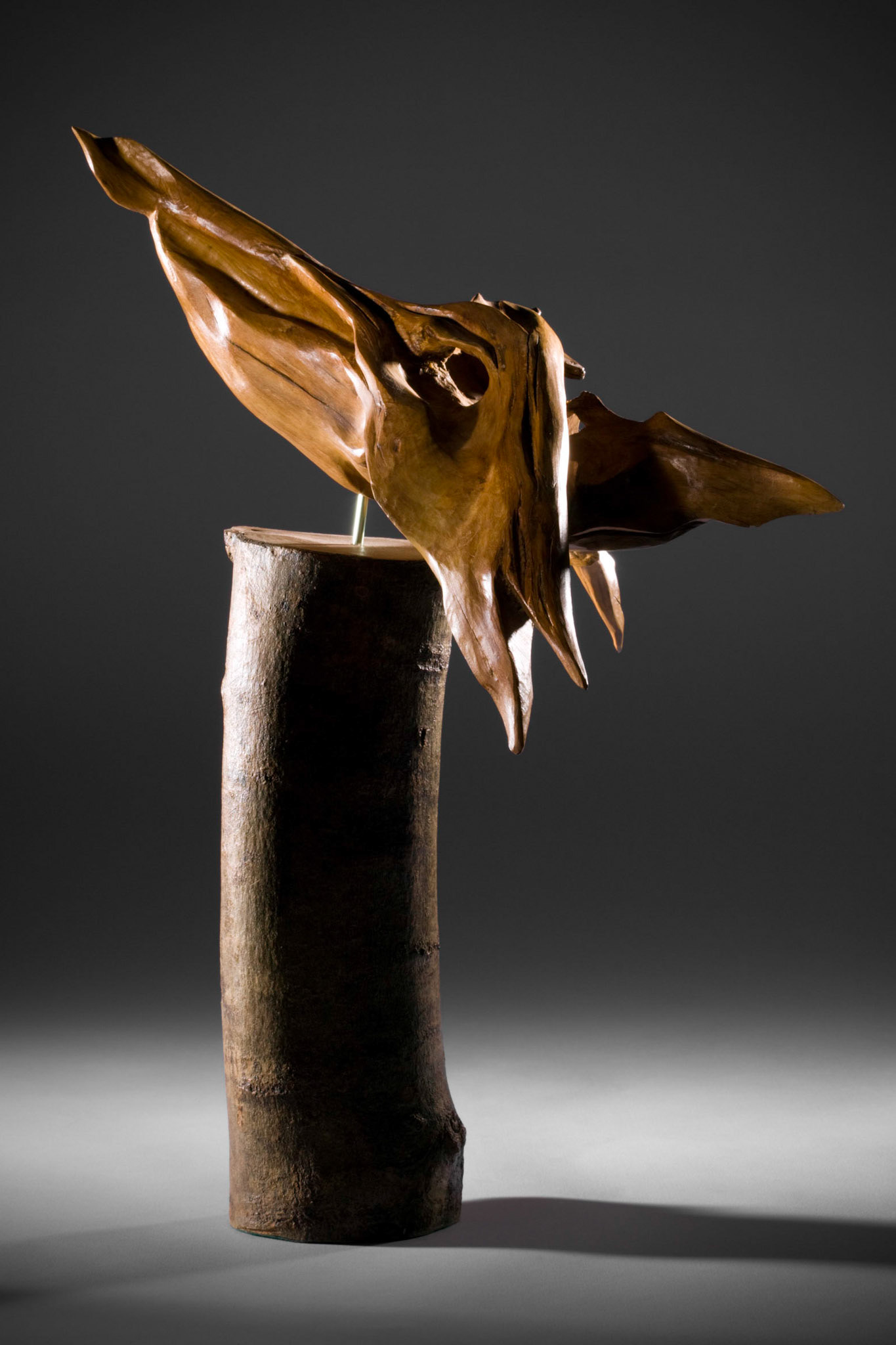 Blackbird - 30hx20wx20d (cm). Beech mounted on ash.