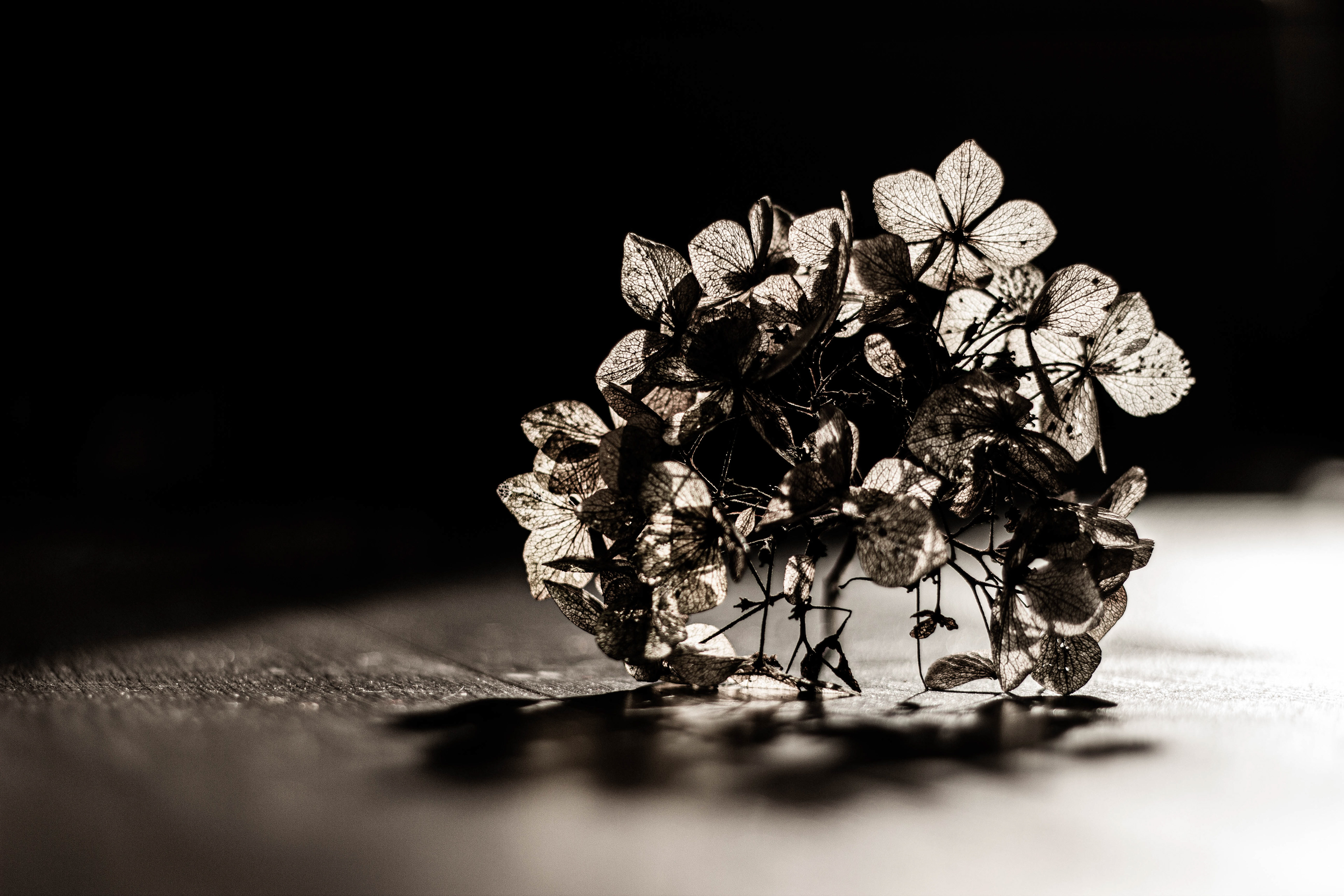 Gedroogde hortensia in het licht