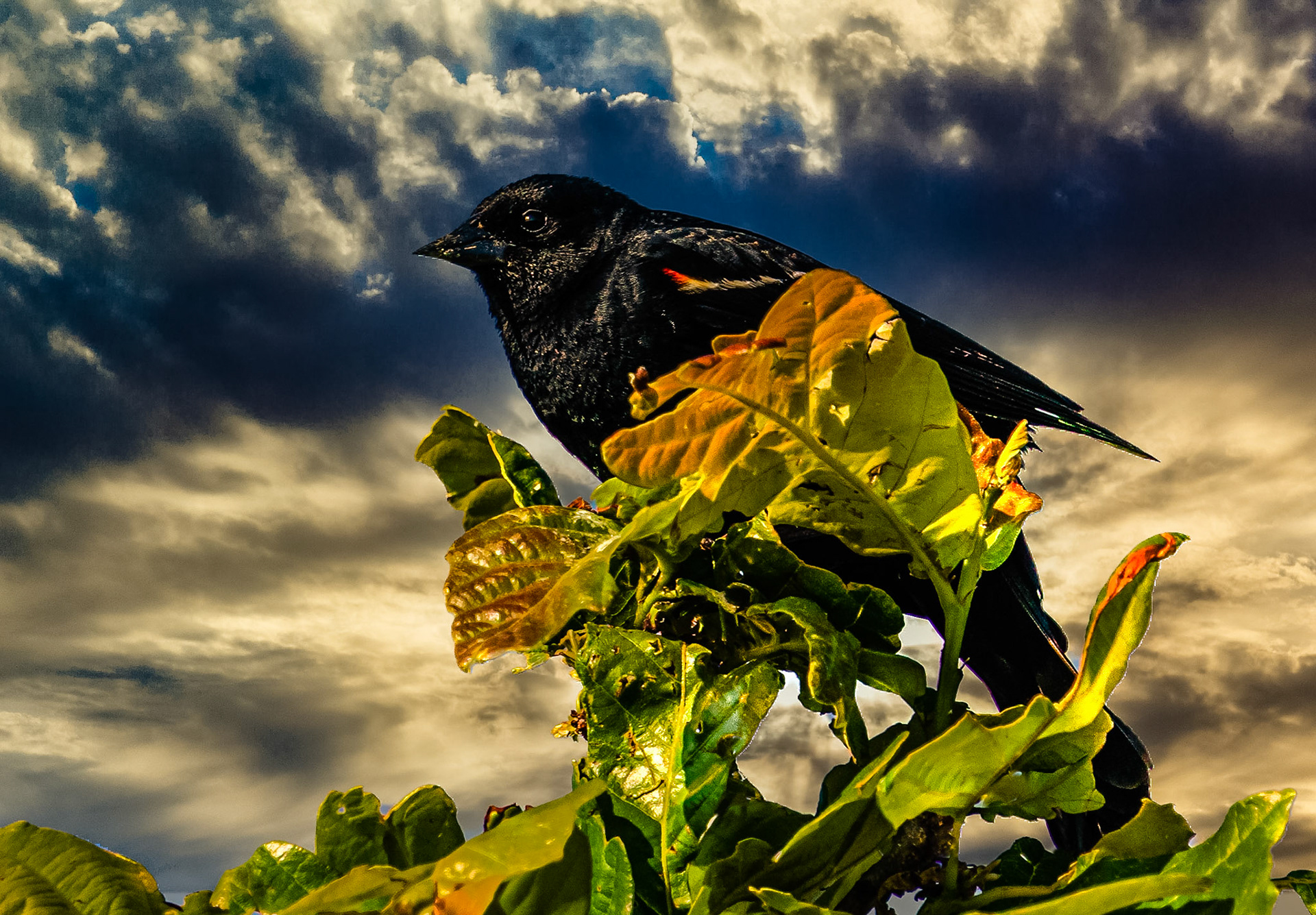 King of the Blackbirds