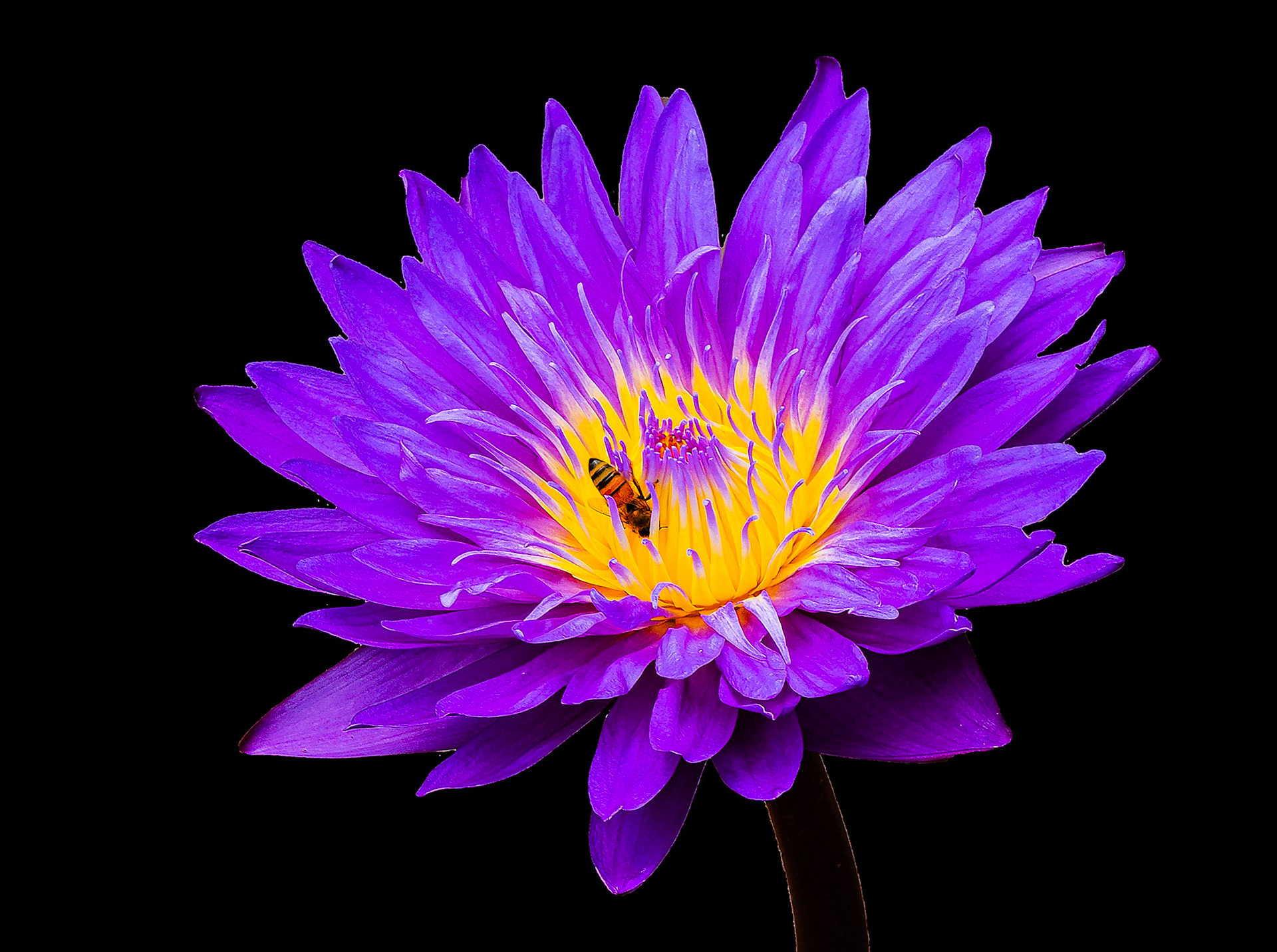 Purple Dream Lily