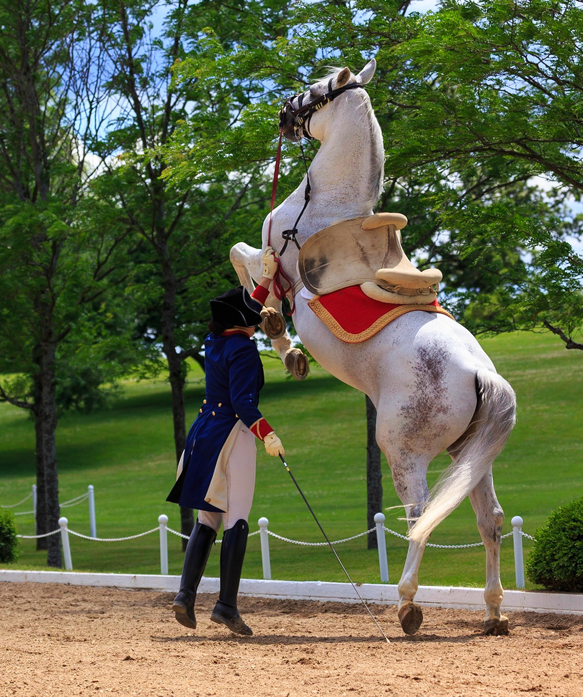 Lipizzans Stand