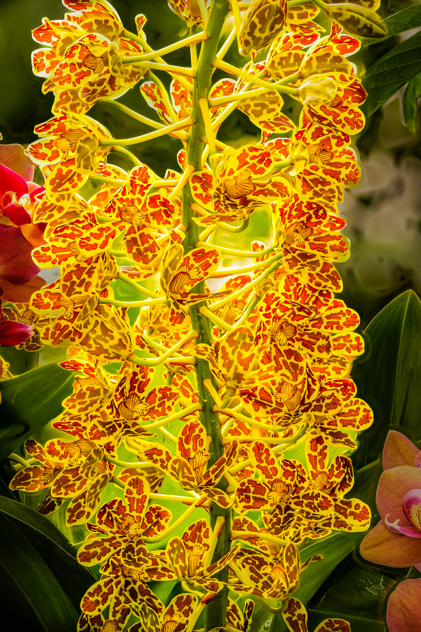 Orchid Show Leaves