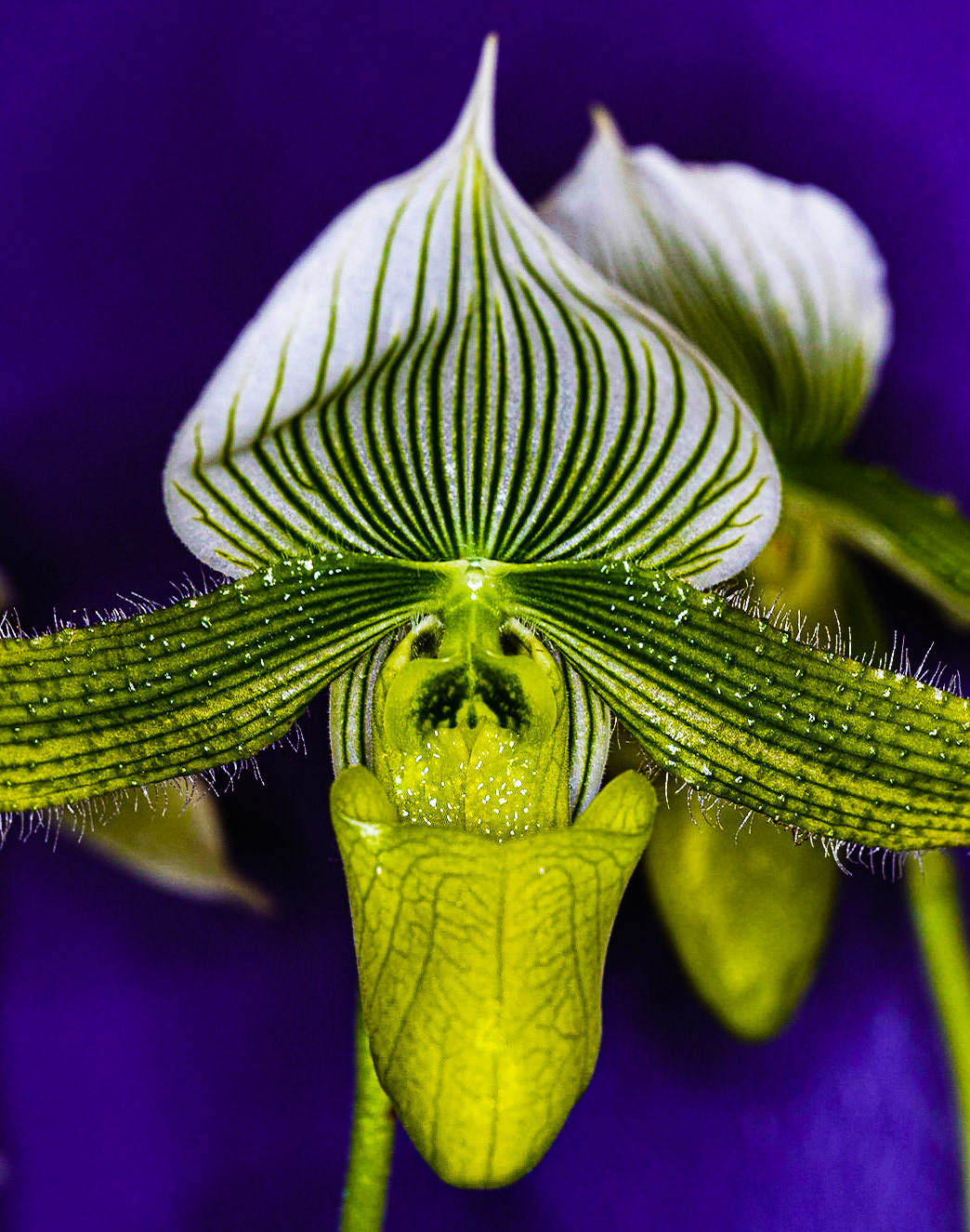 "Pepe" Orchid