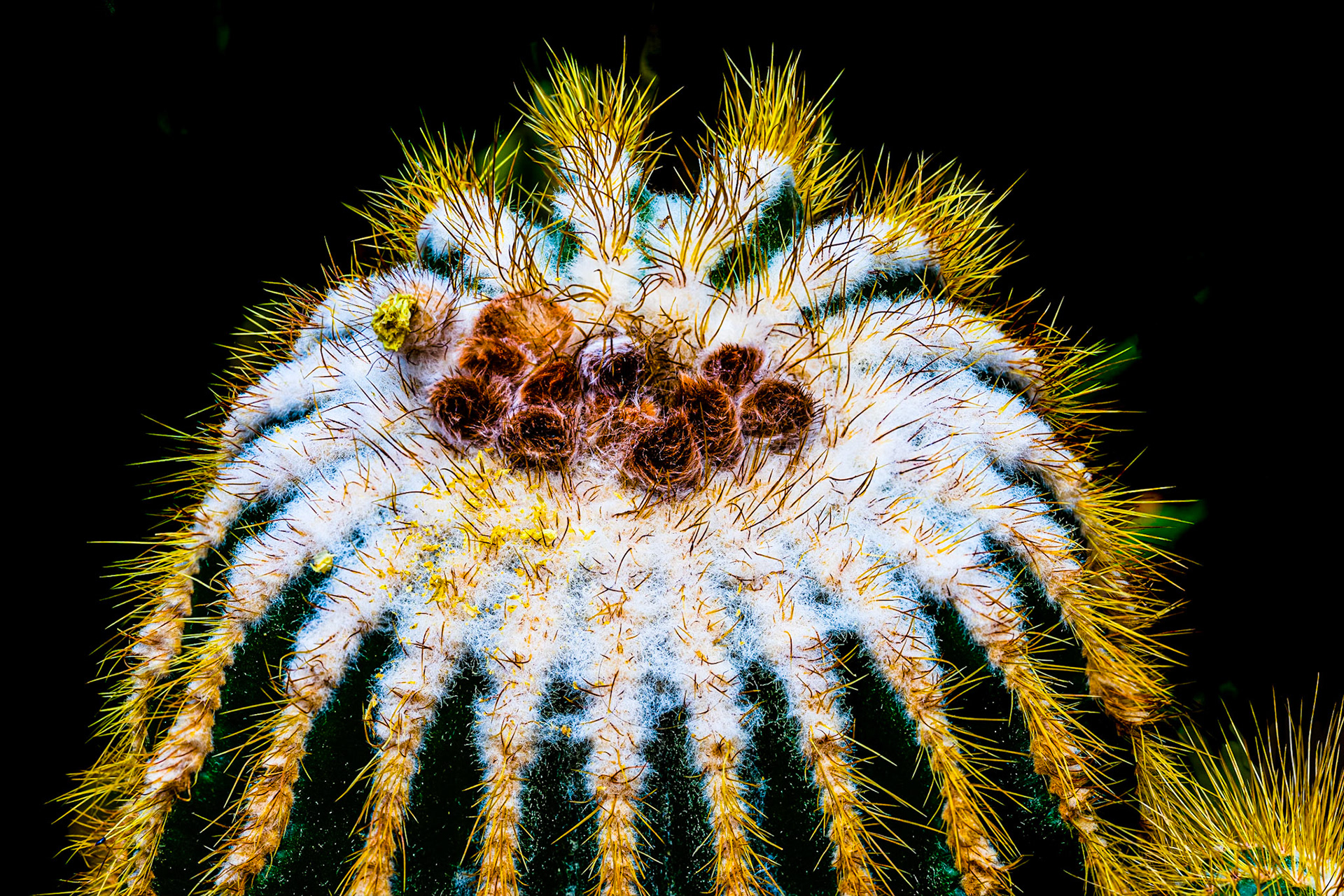 Botanic Cactus