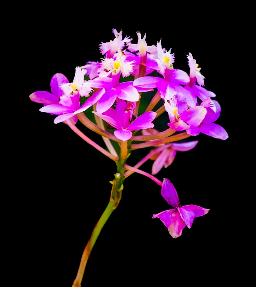 Solo Flower