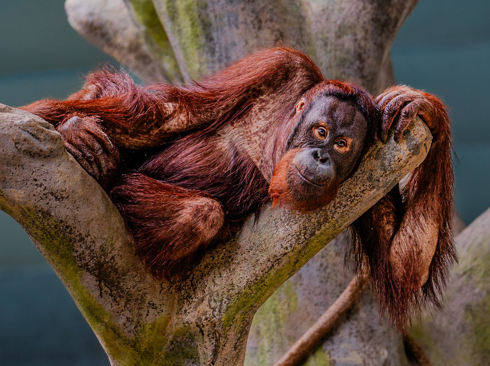 Chillin' Orangutan