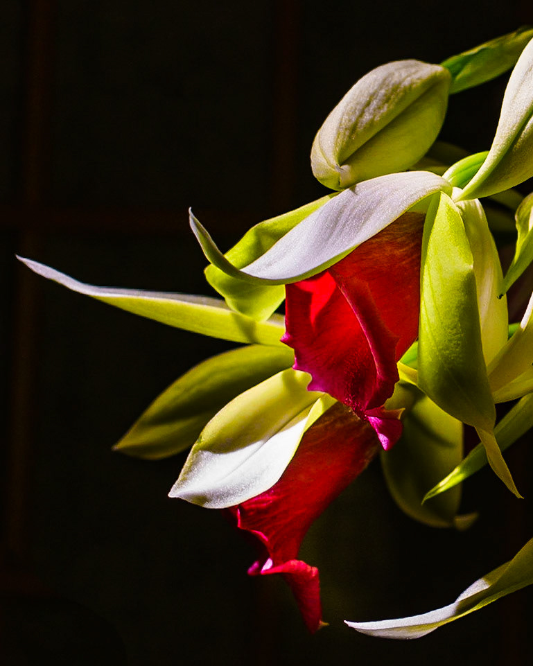 Orchid Crop