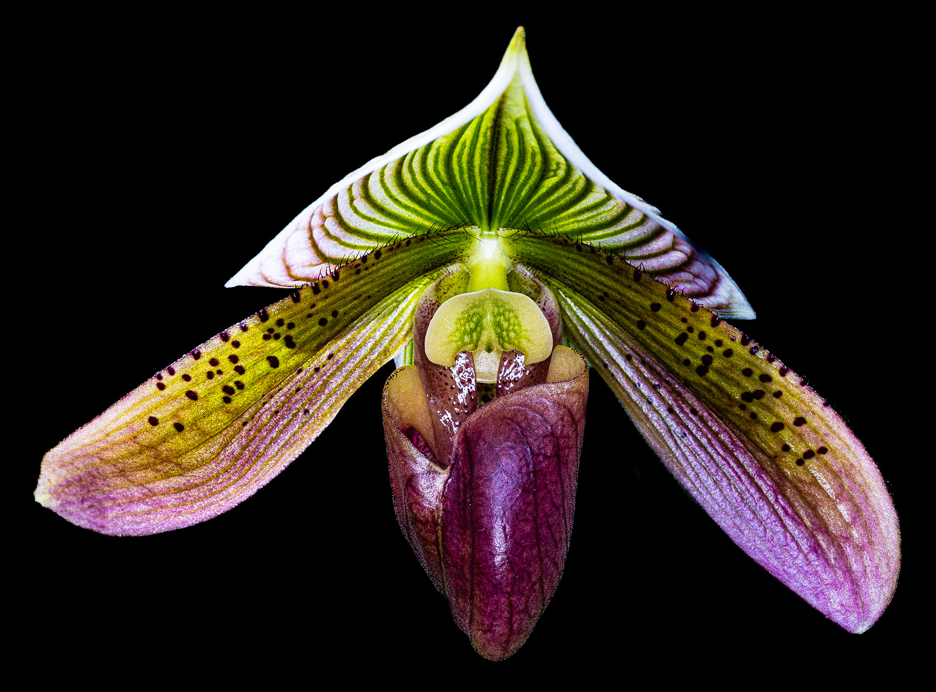 Orchid Show 2023-2
