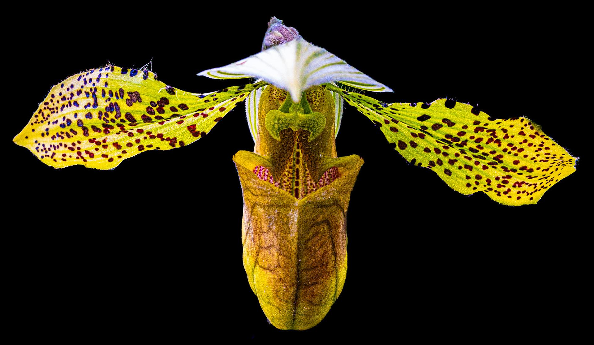 Orchid Show 2023-3