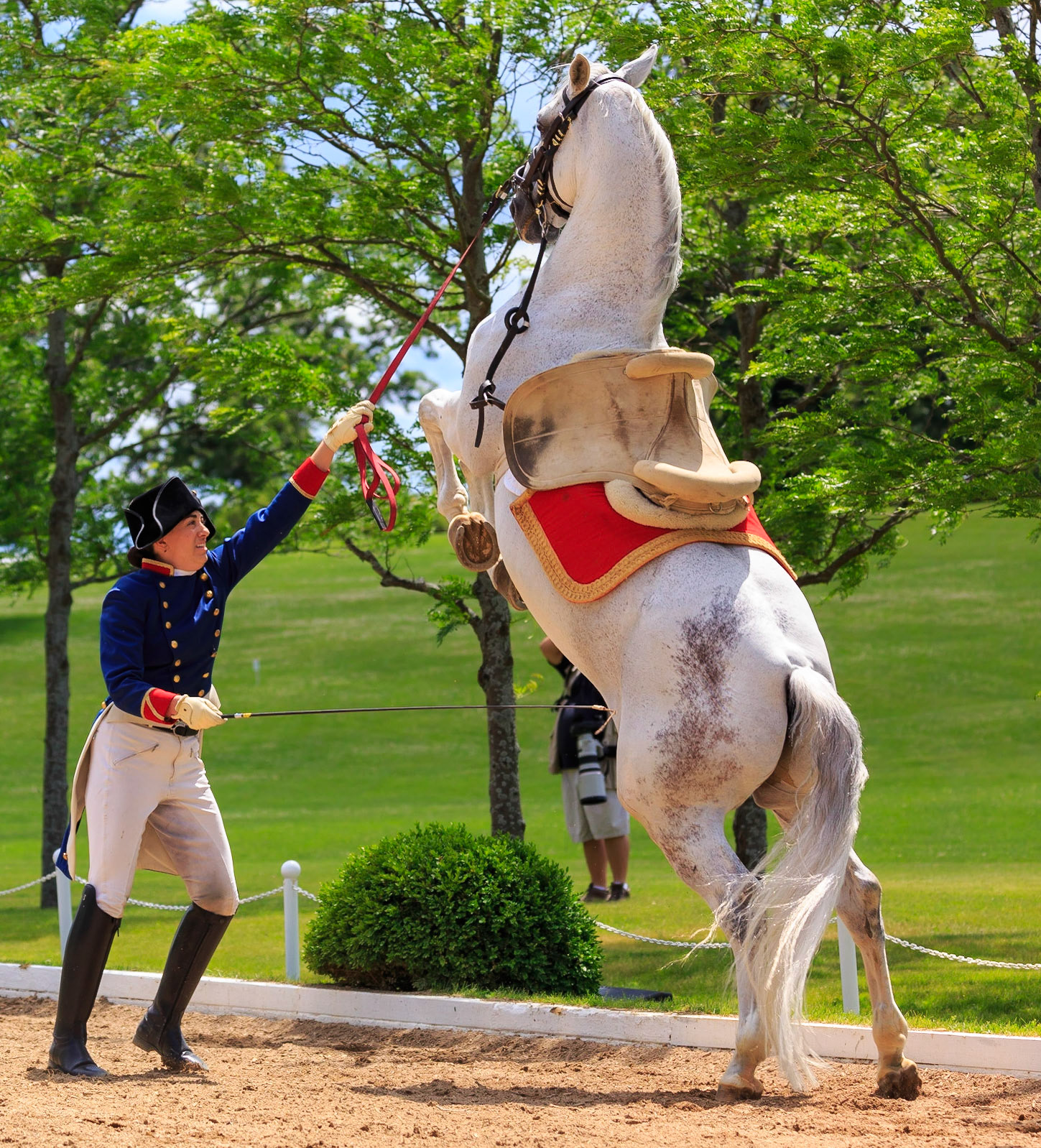 Lipizzans Stand 2