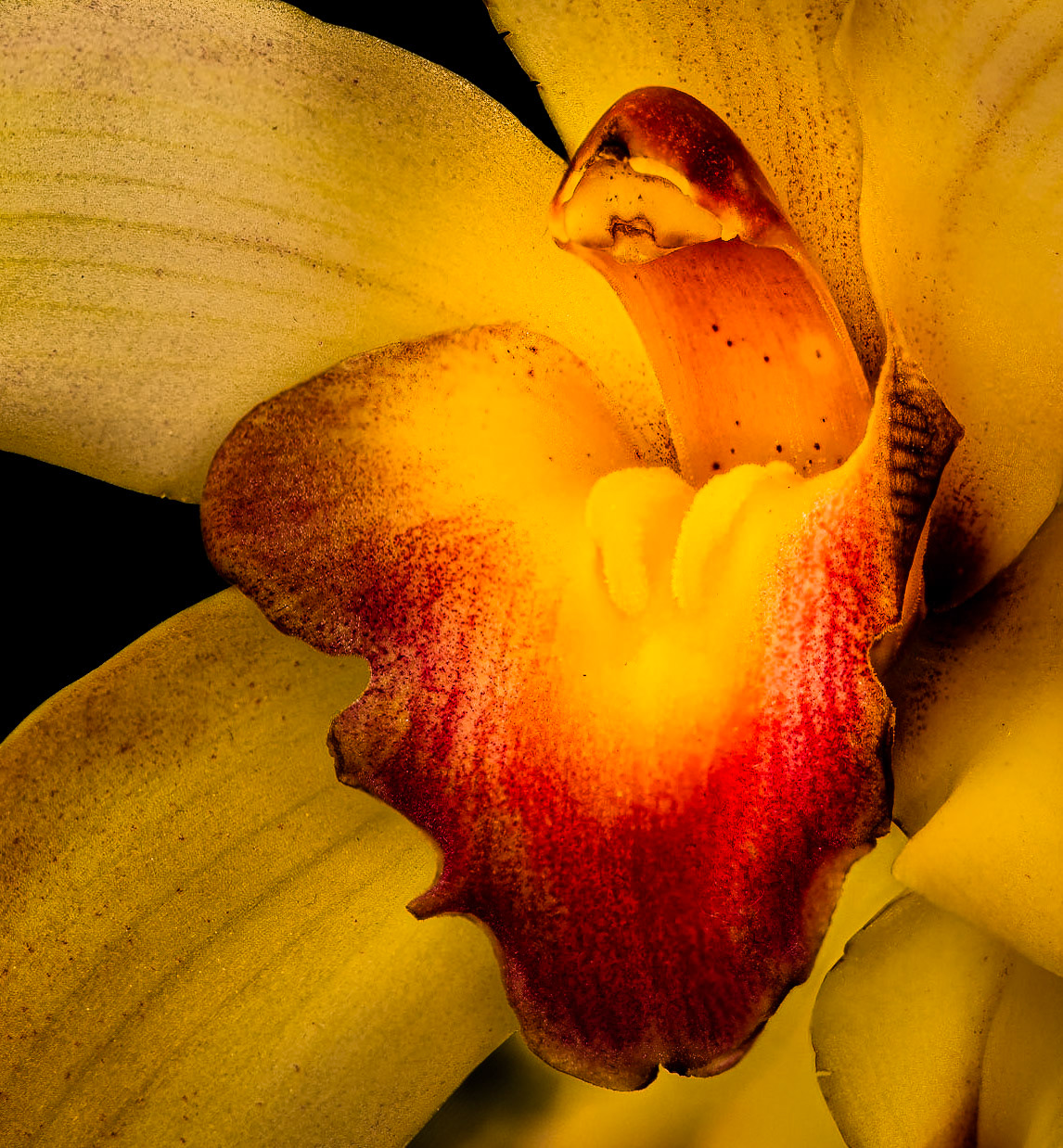 Orchid Show 2022