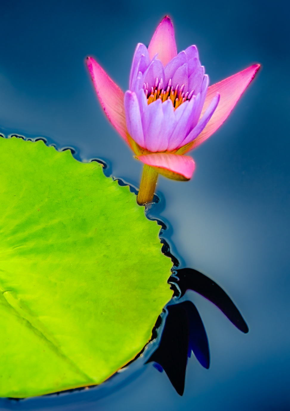 Garden Water Lily