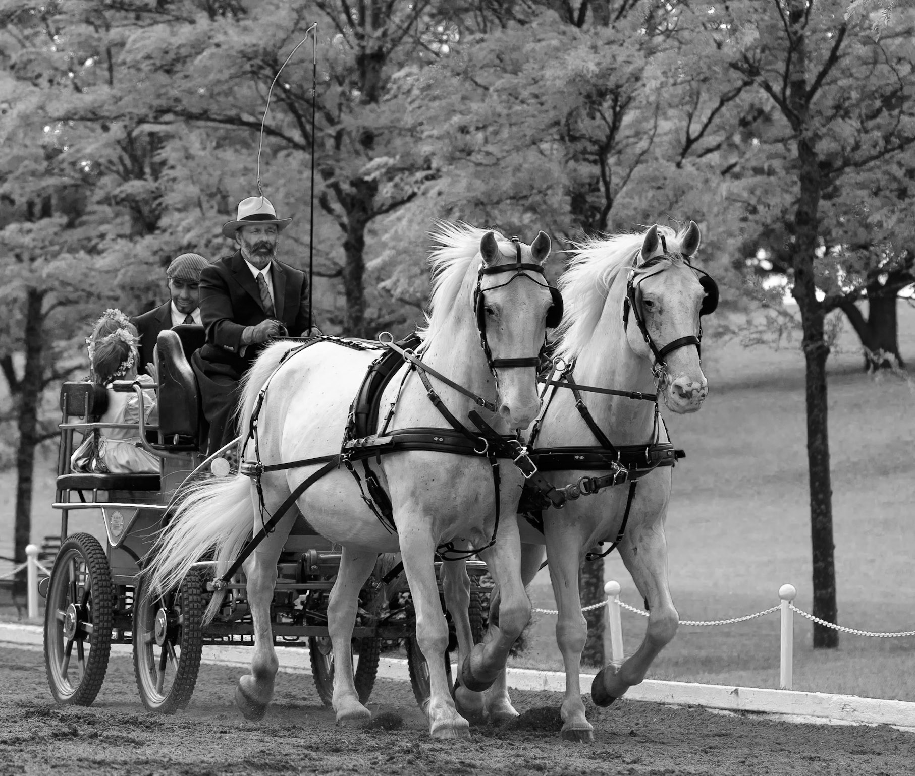 Lipizzans Tradition