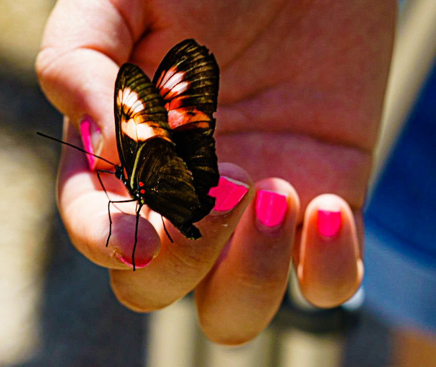Butterfly Hand