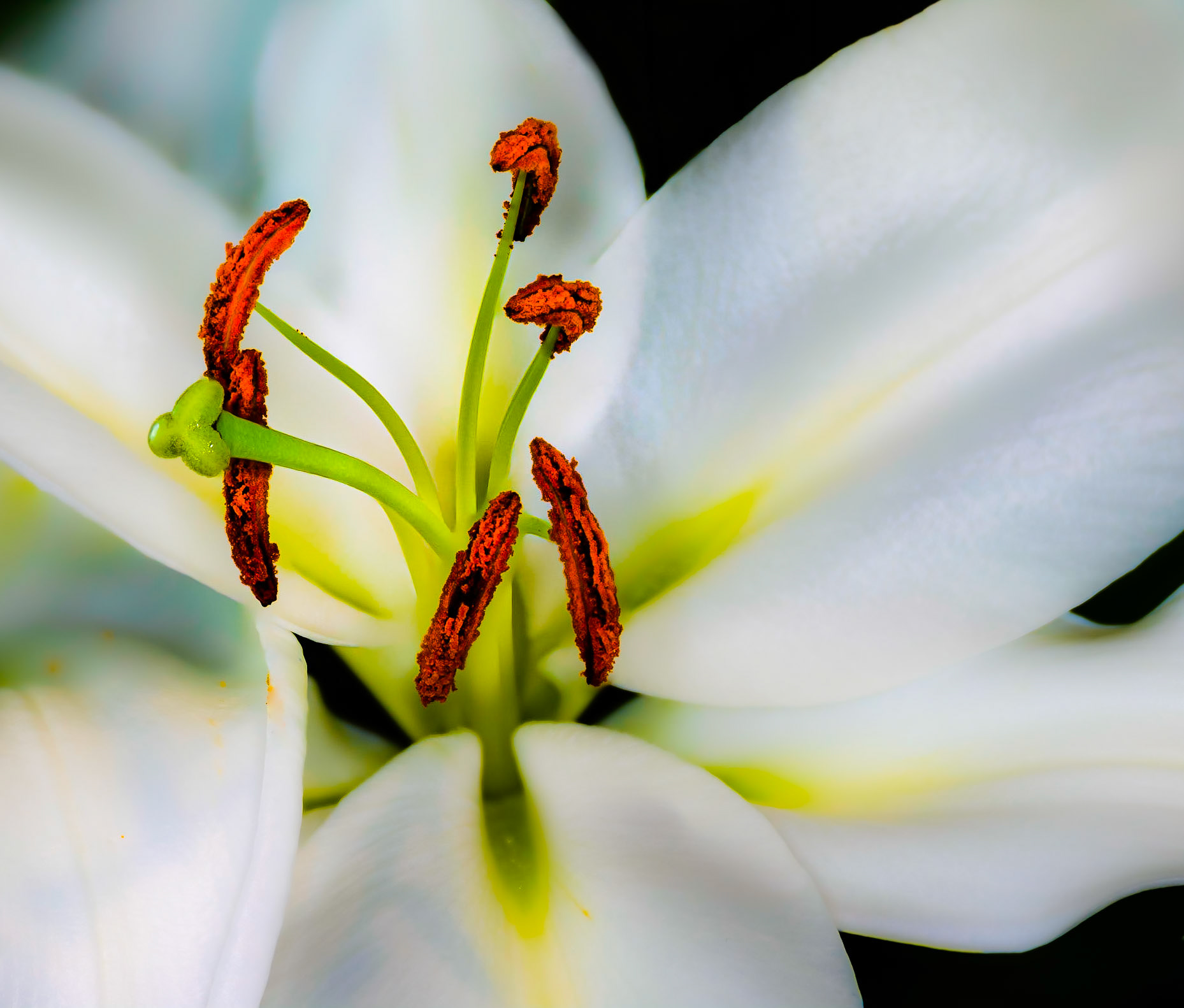 Quarantine Lily
