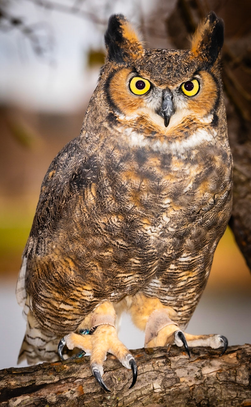 Great Horned Owl