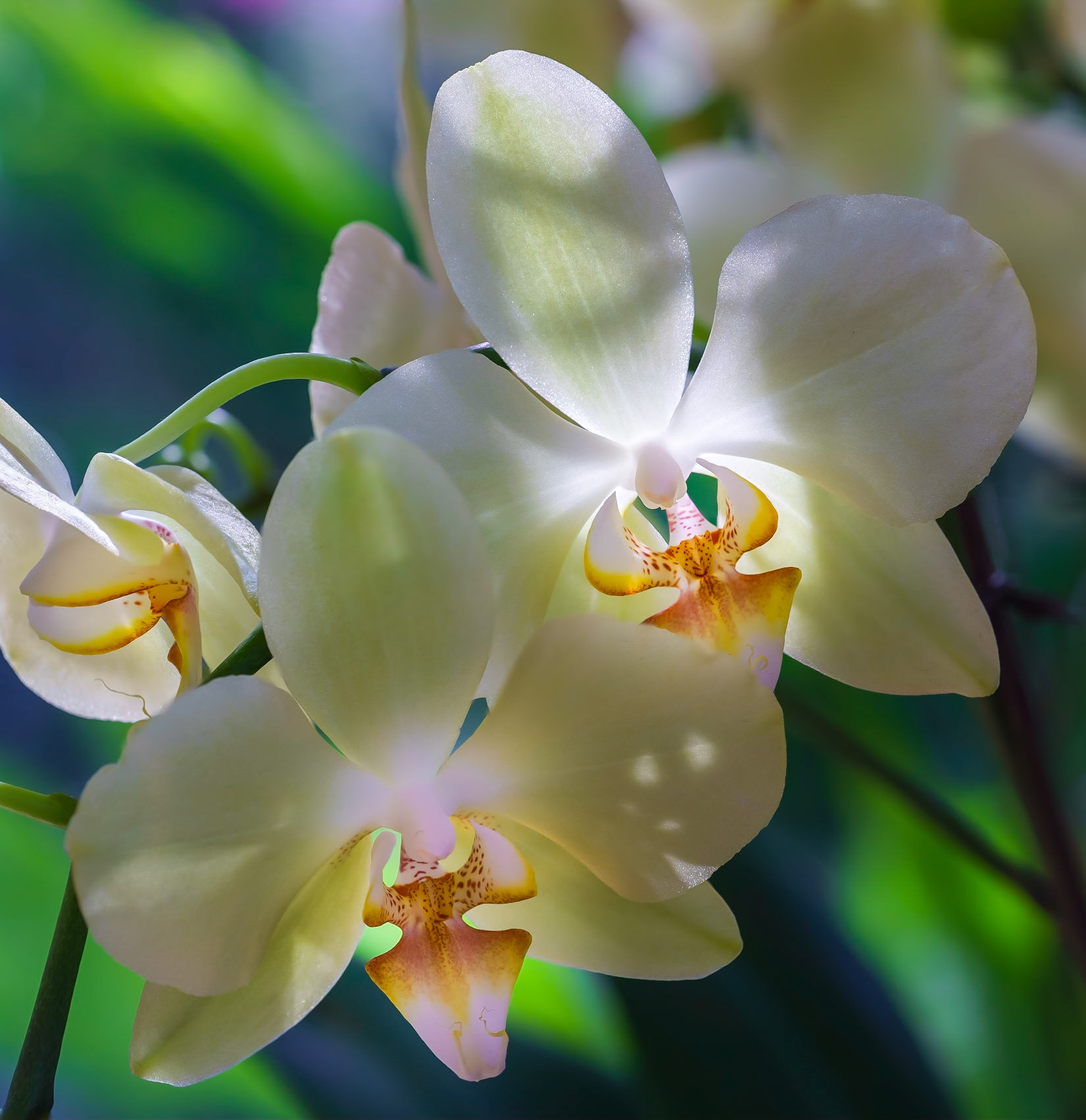 Orchid 14
