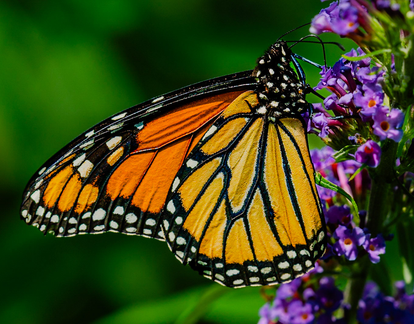 Garden Monarch