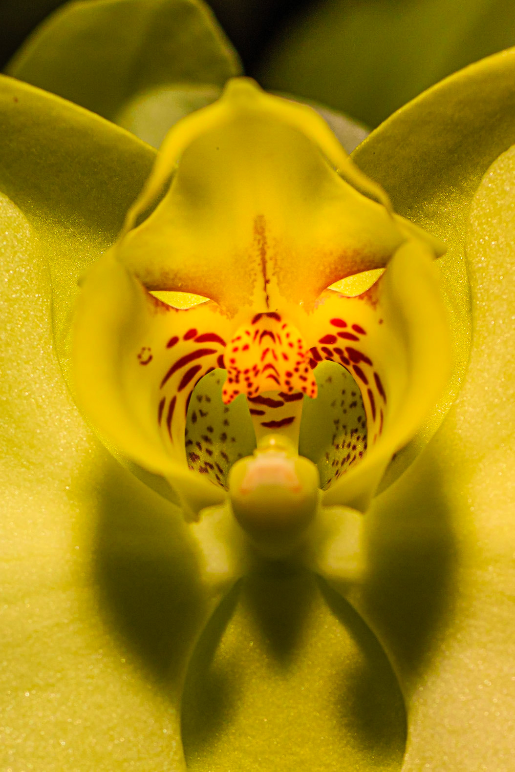 Angry Orchid