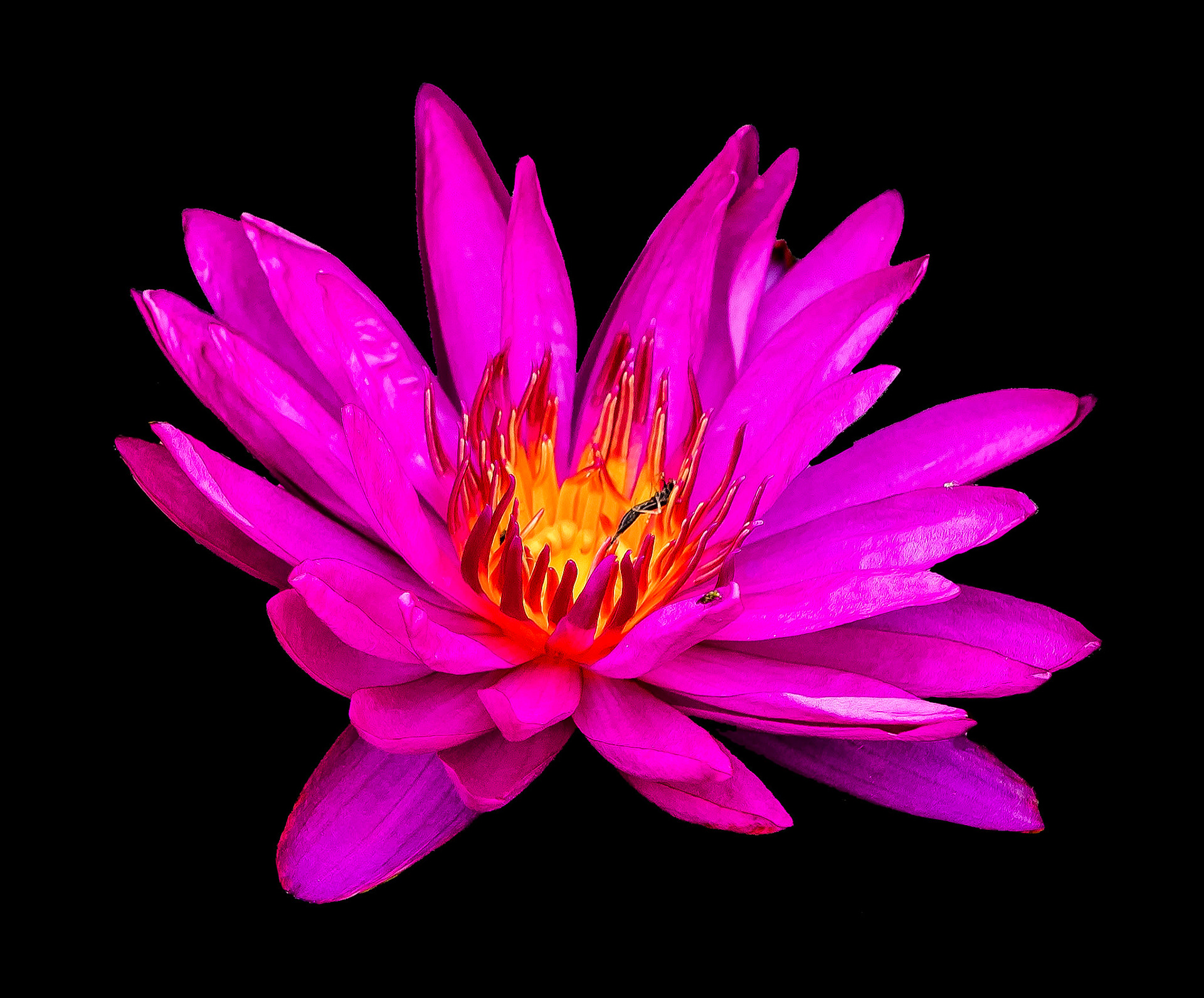 Red Lily