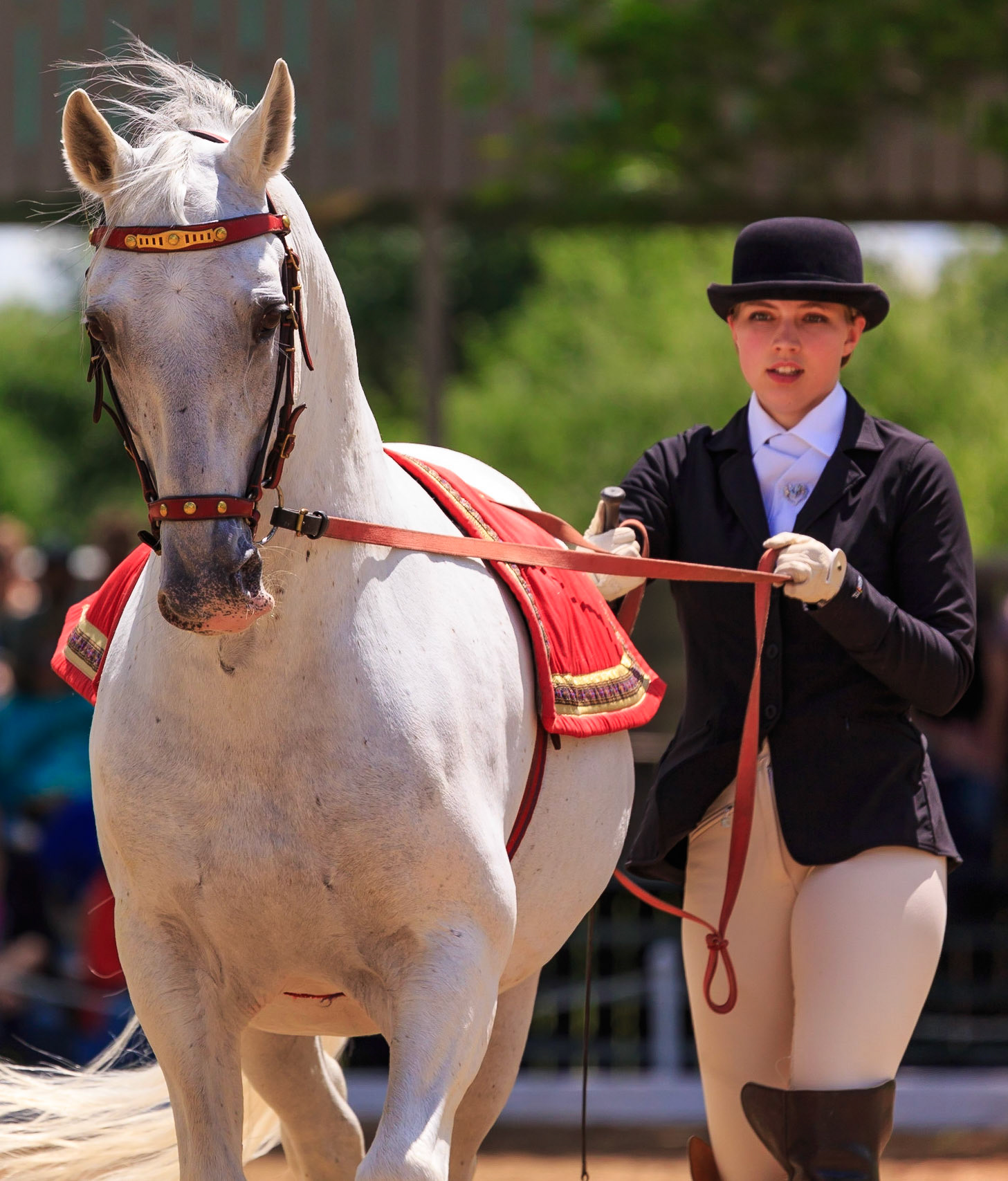 Lipizzan Portraits 2