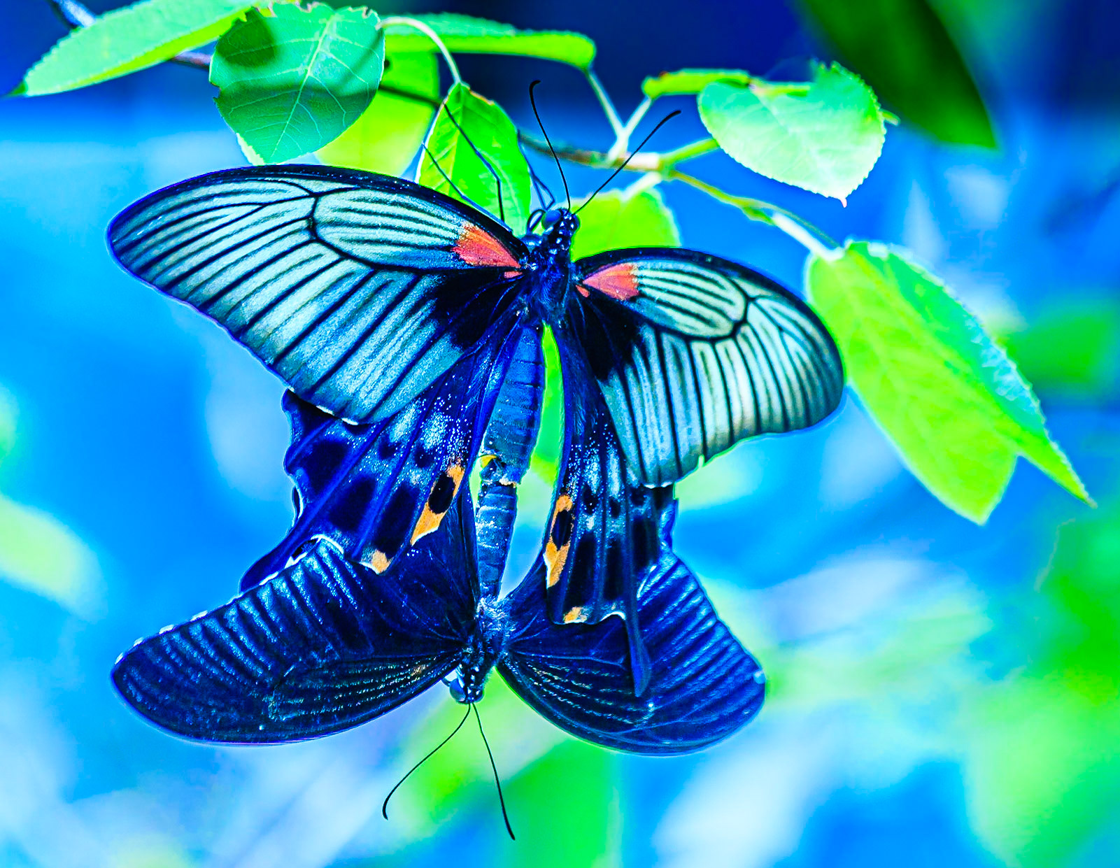 Butterfly Lovers