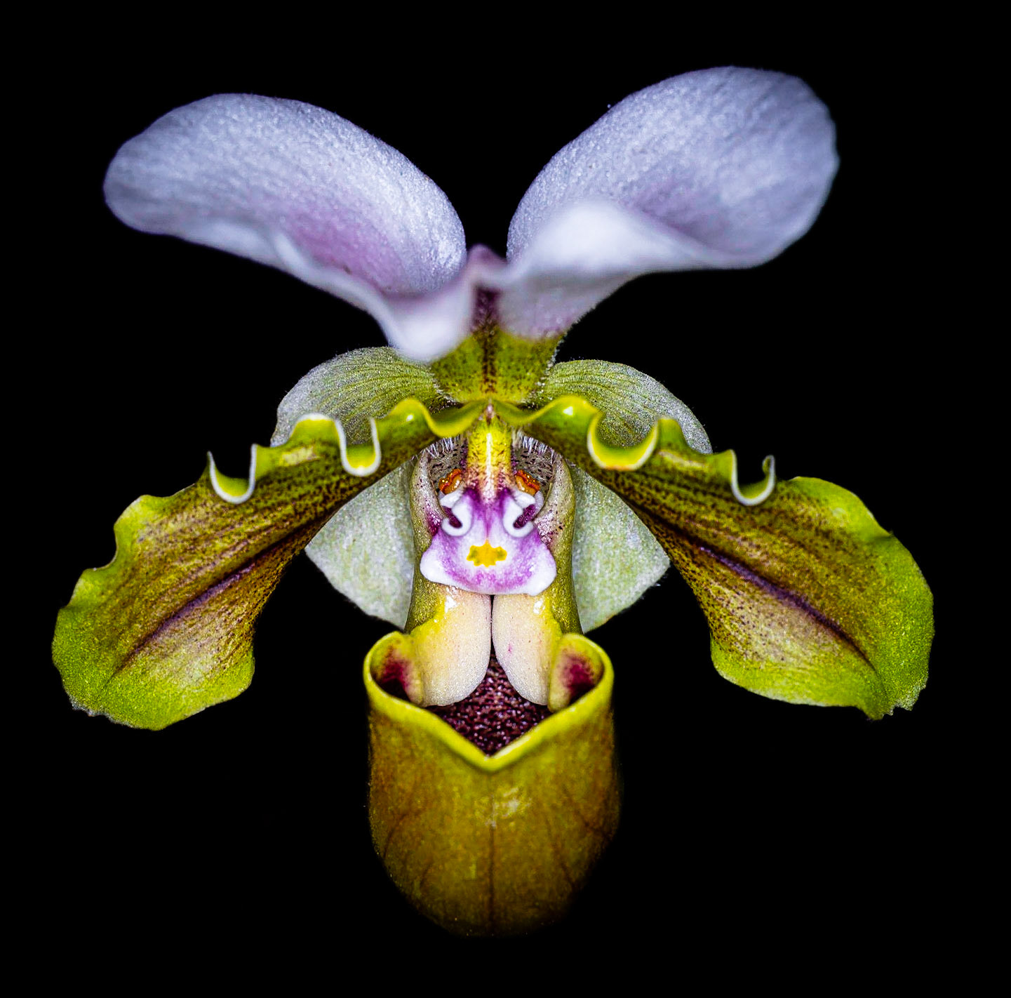 "Rabbit" Orchid