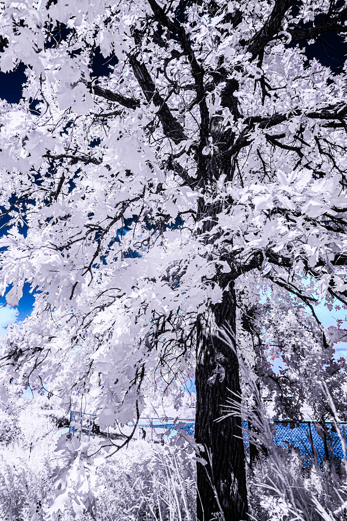 Tree Abstraction