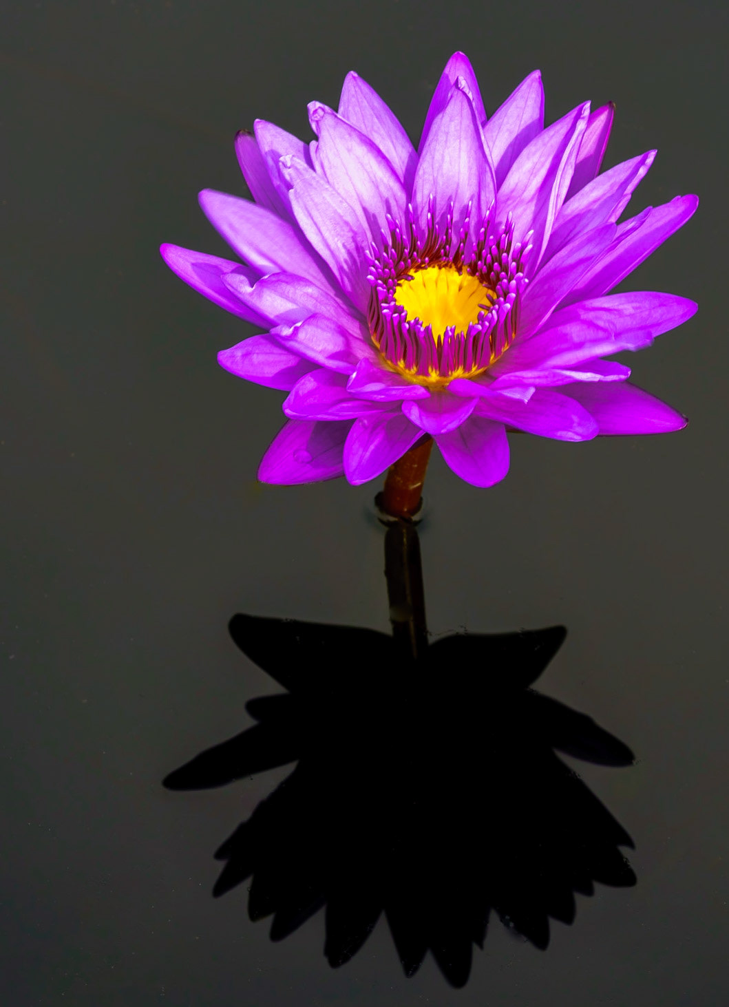 Shadow Lily
