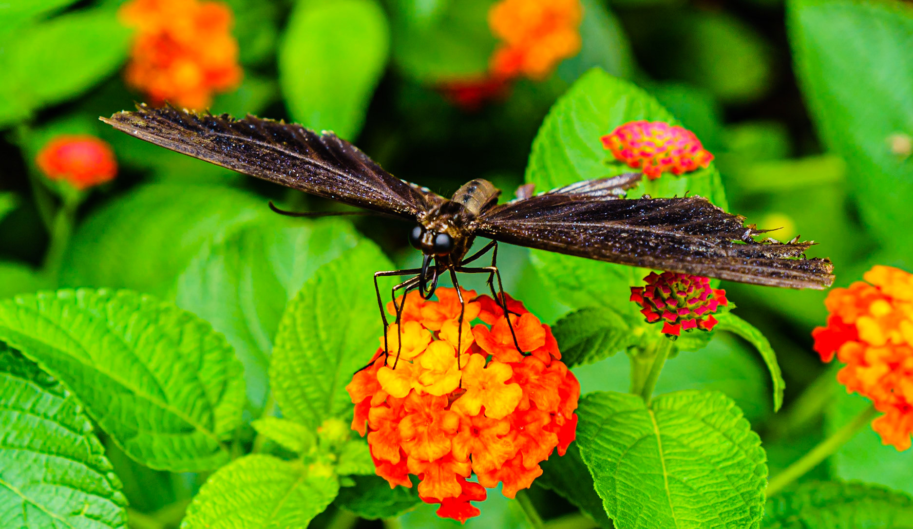 Butterfly Blackie