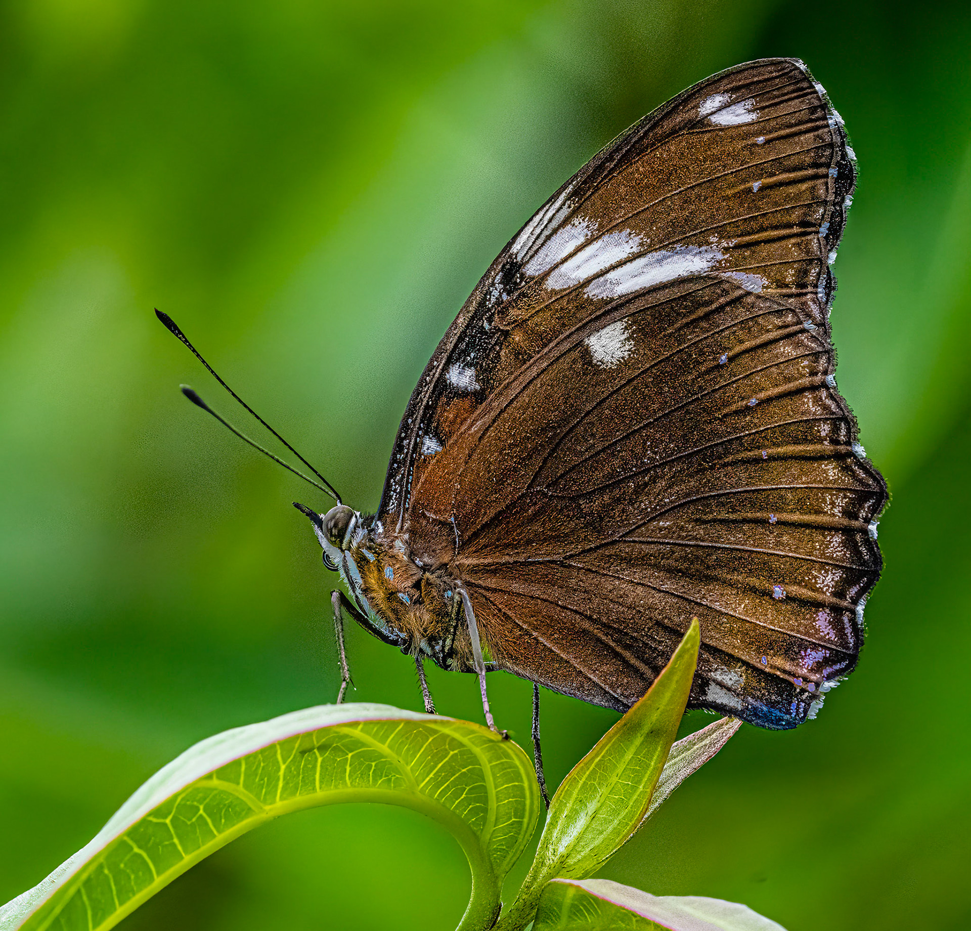 Butterfly Show 2021