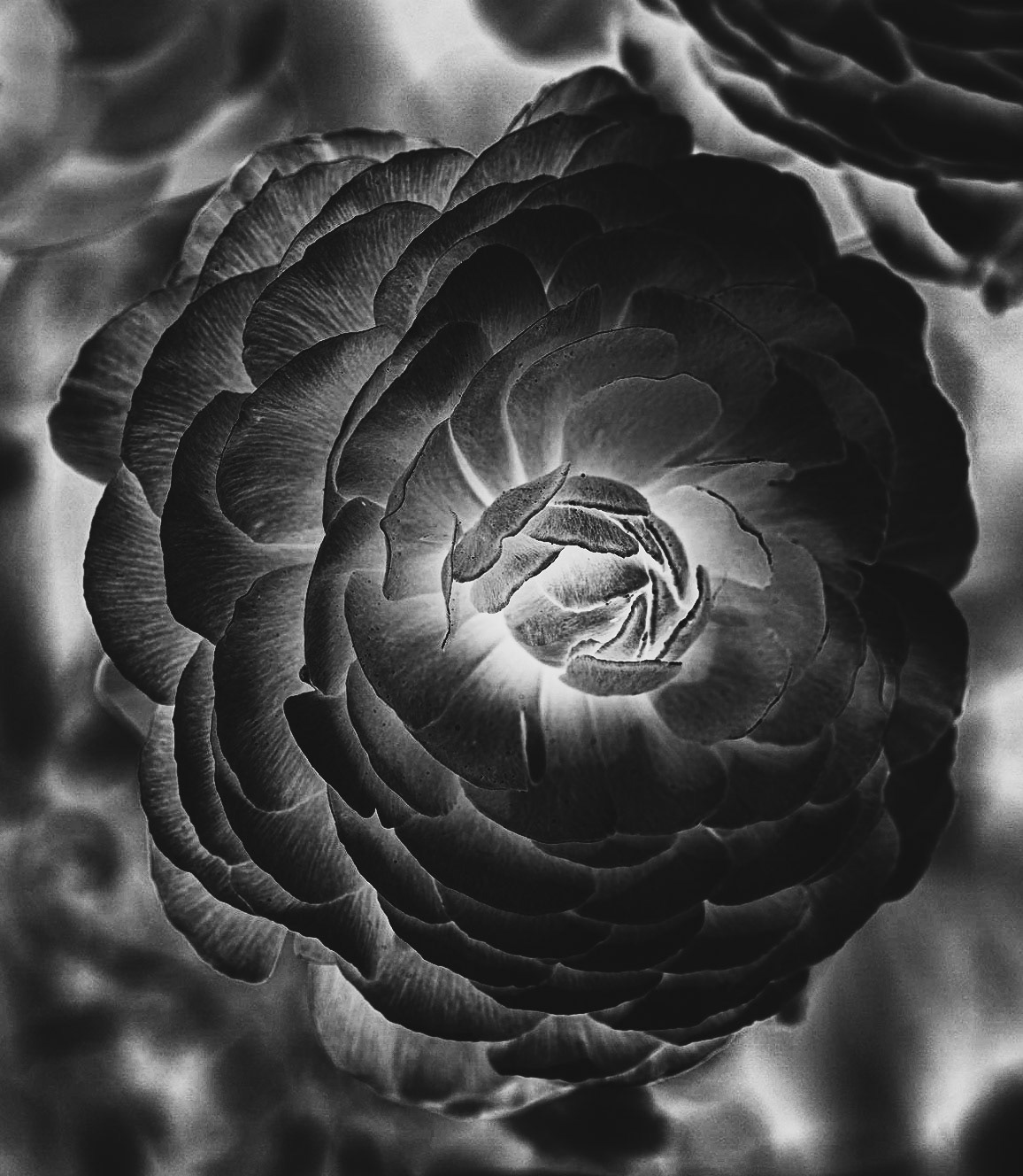 Flower Politics