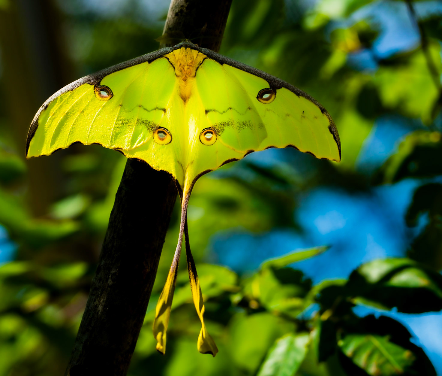 Moon Moth Eyes