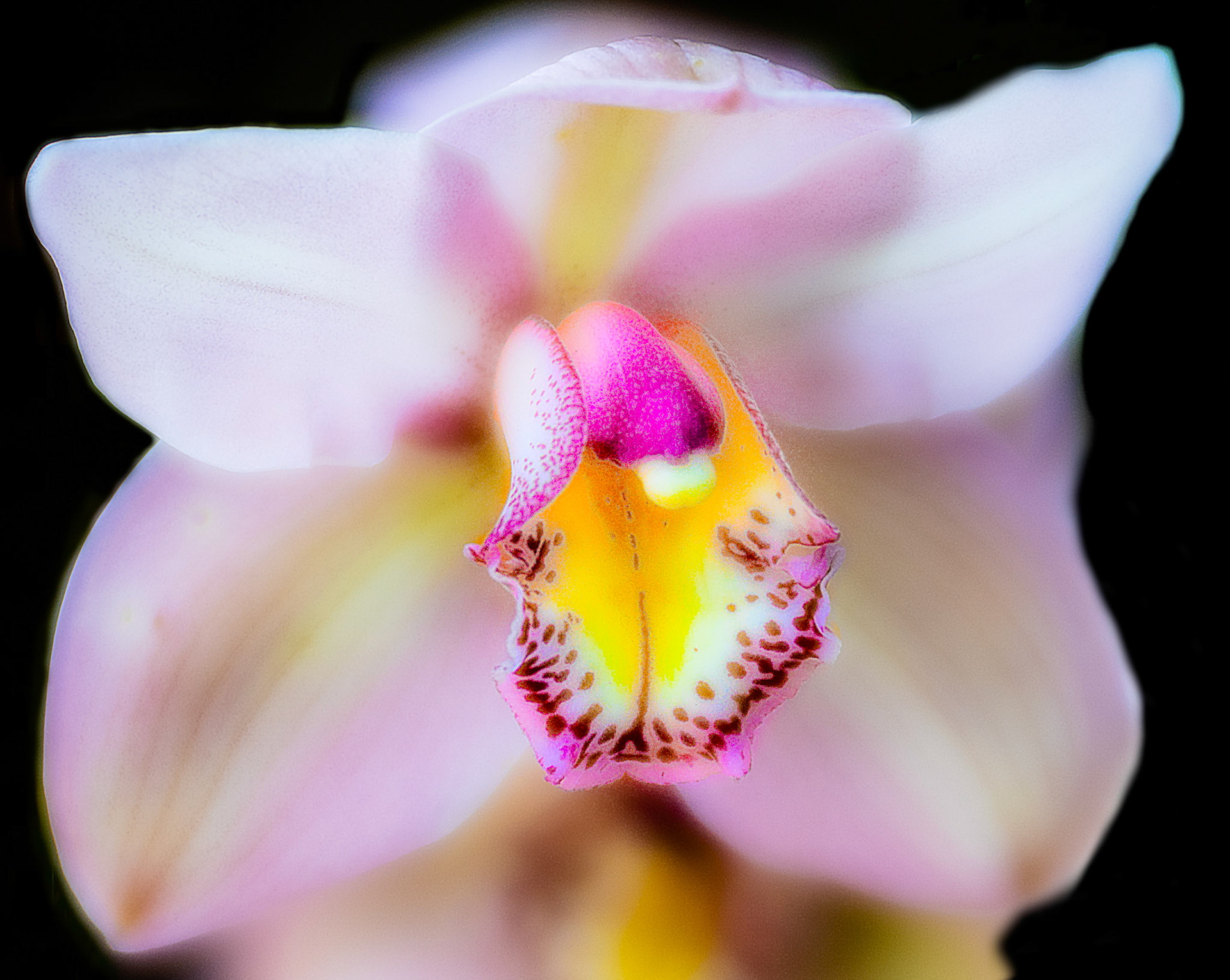 Soft Orchid Love