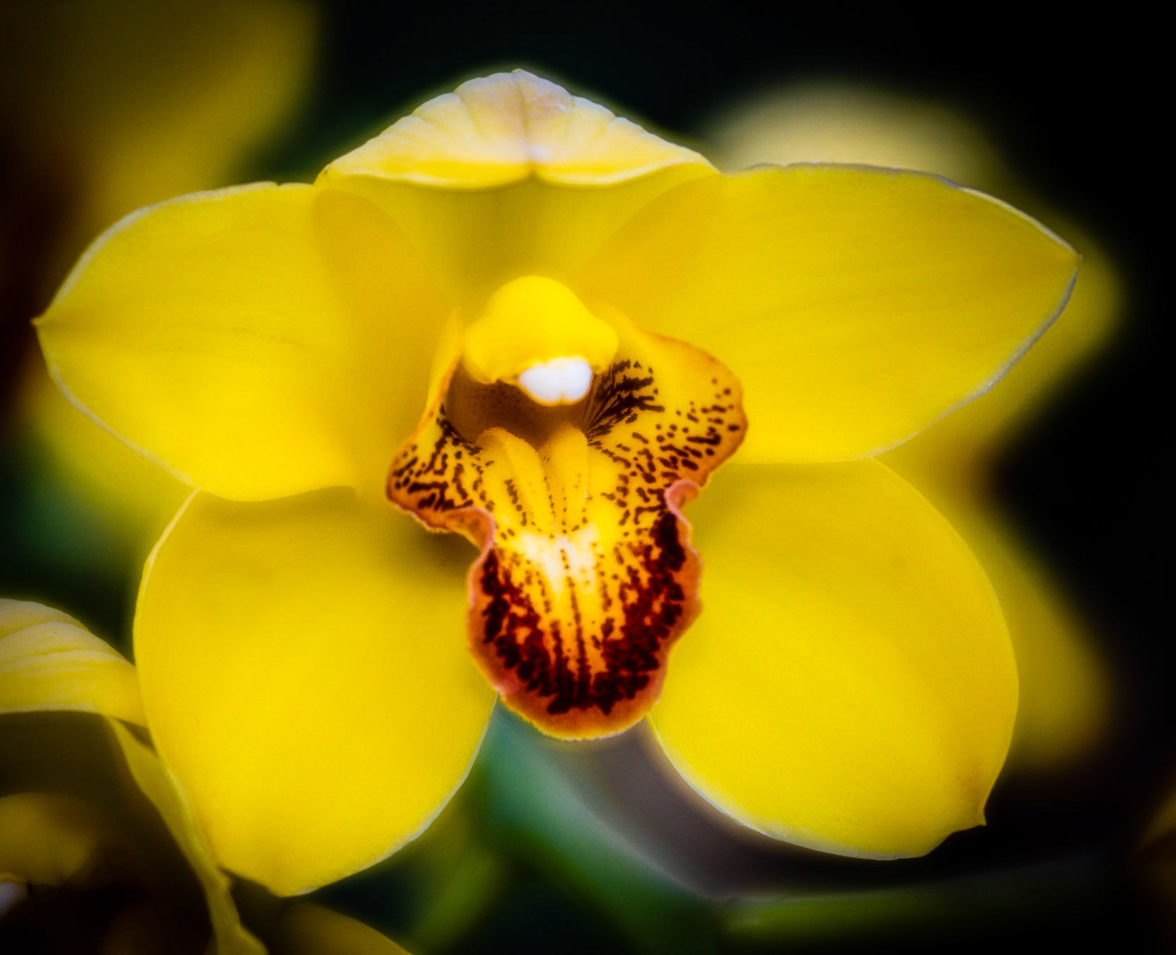 Orchid Show 2022