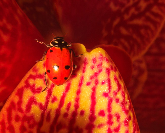 Ladybug &amp; Leaf