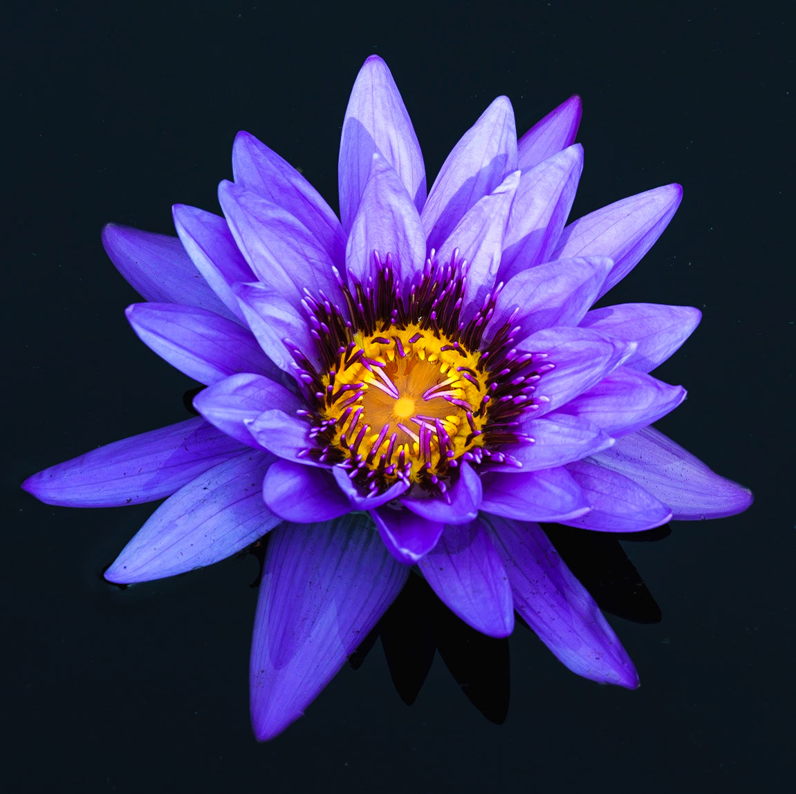 Pond Lily