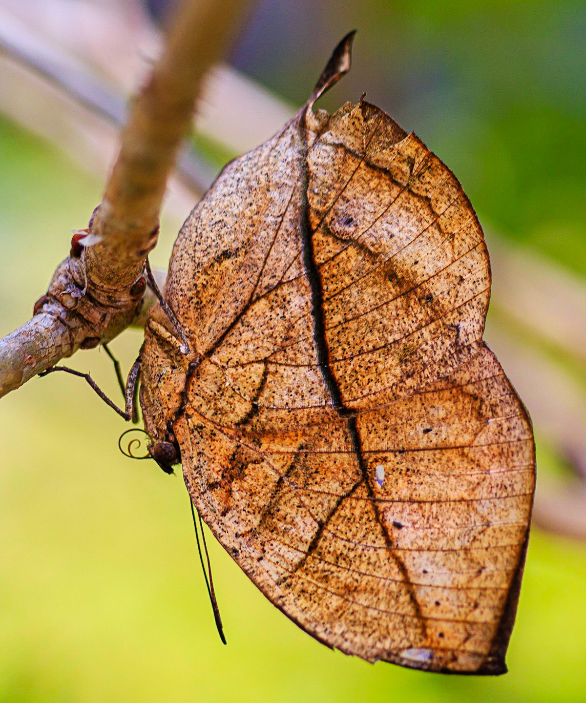 Leaf Butterfly