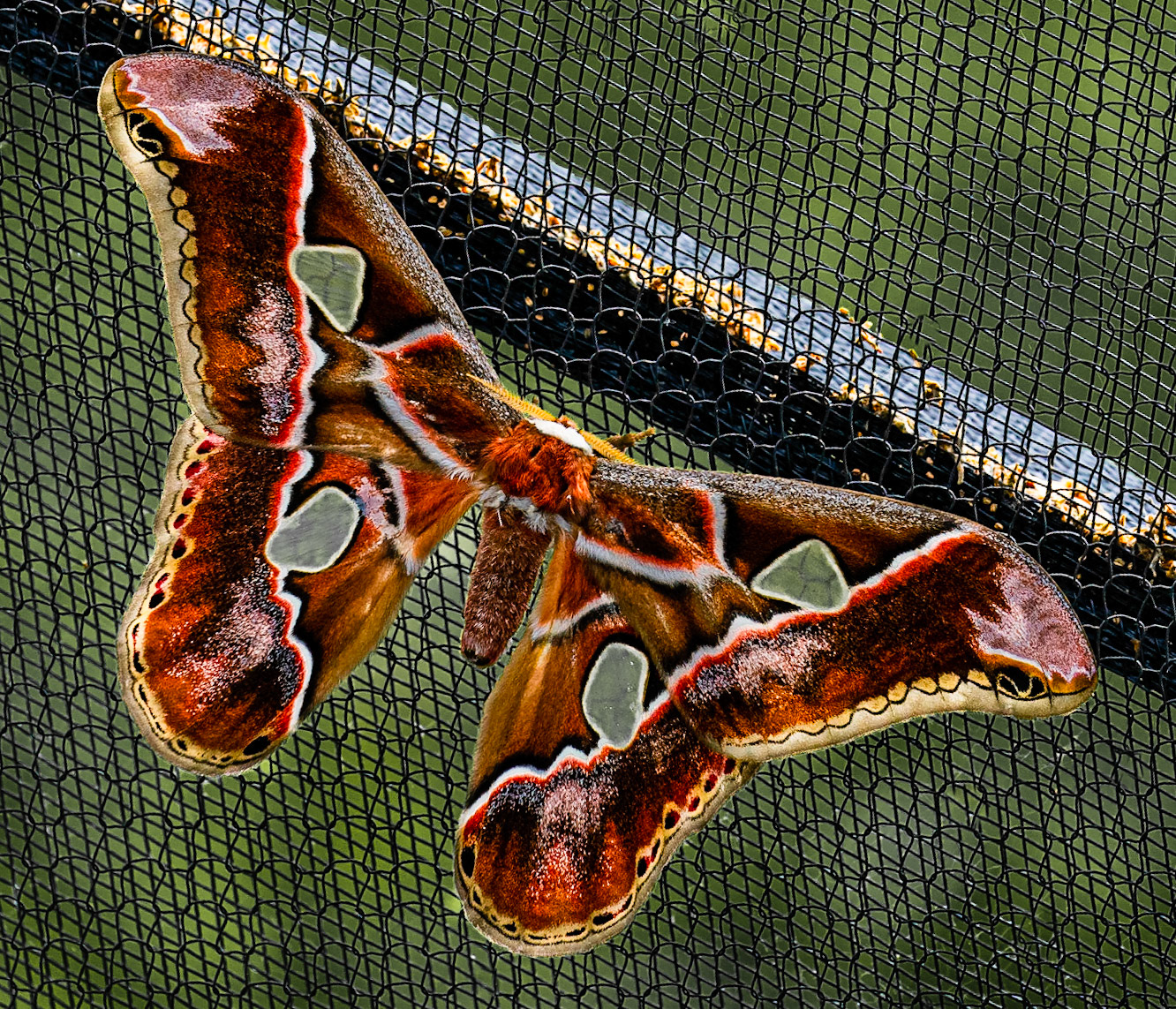 Atlas Moth