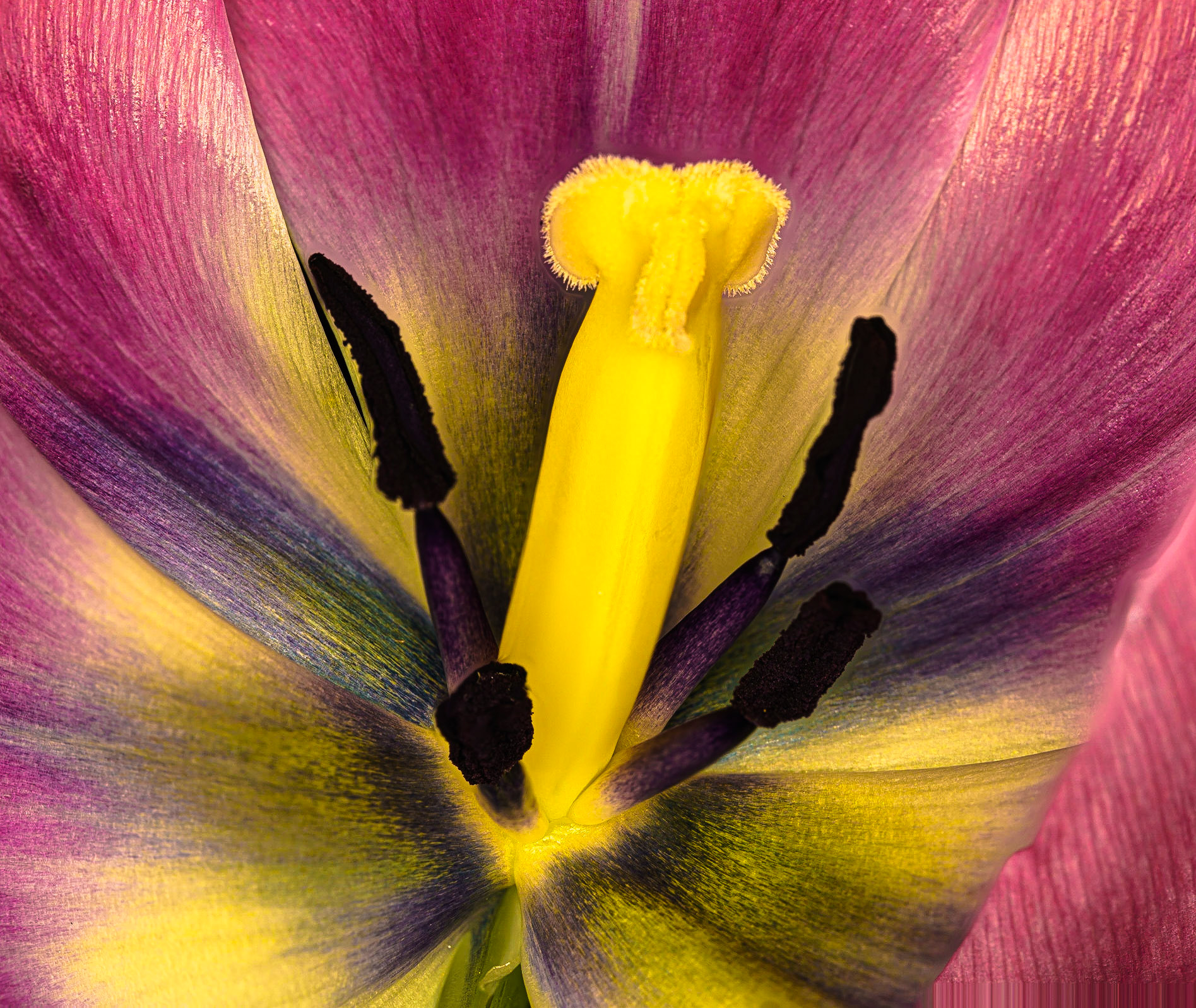 Stamen and Pistil
