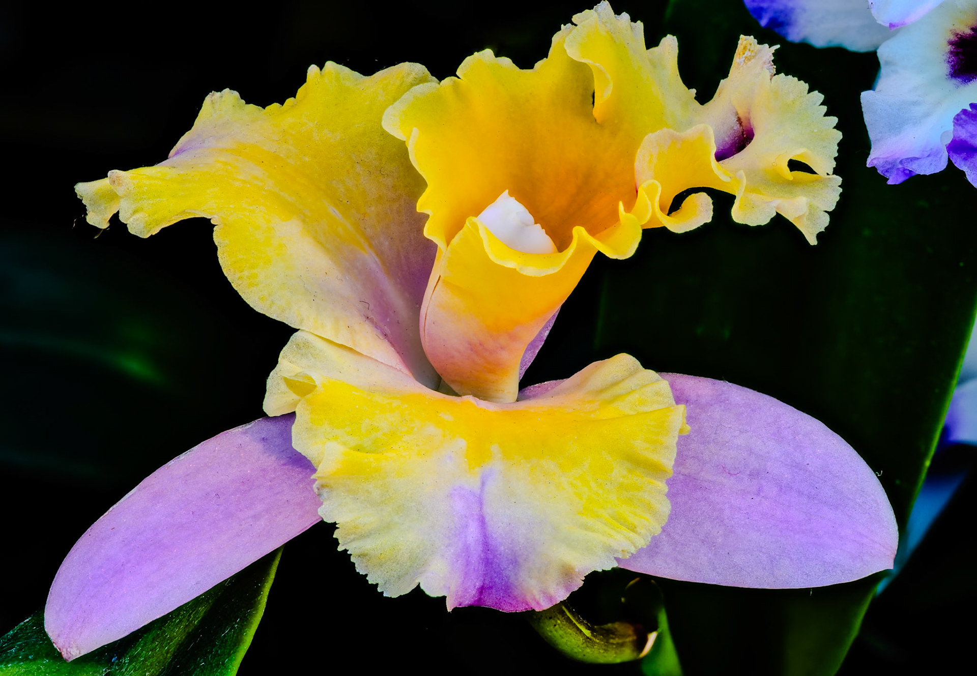 Orchid Show 2024-1