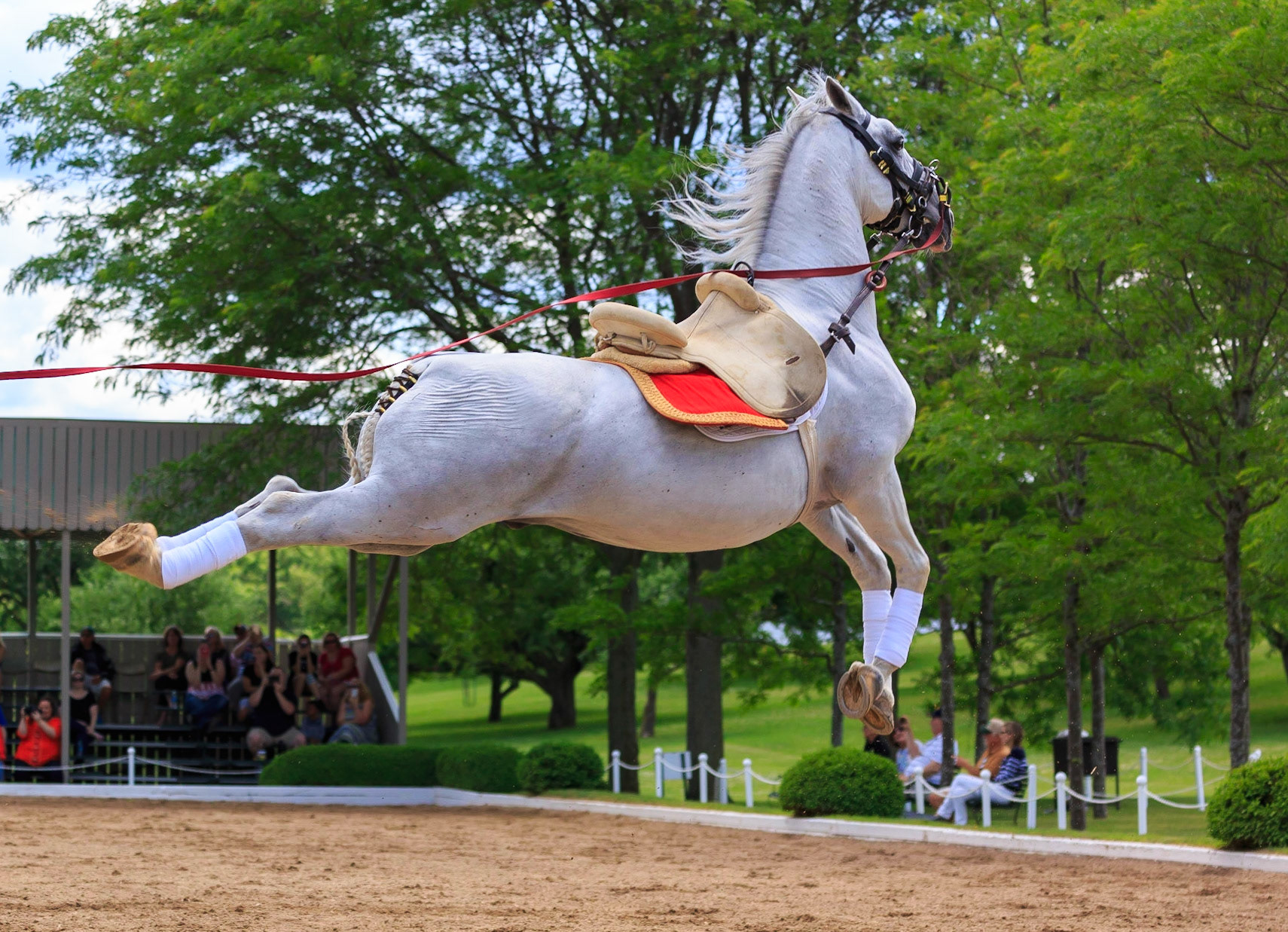 Lipizzan Air Step