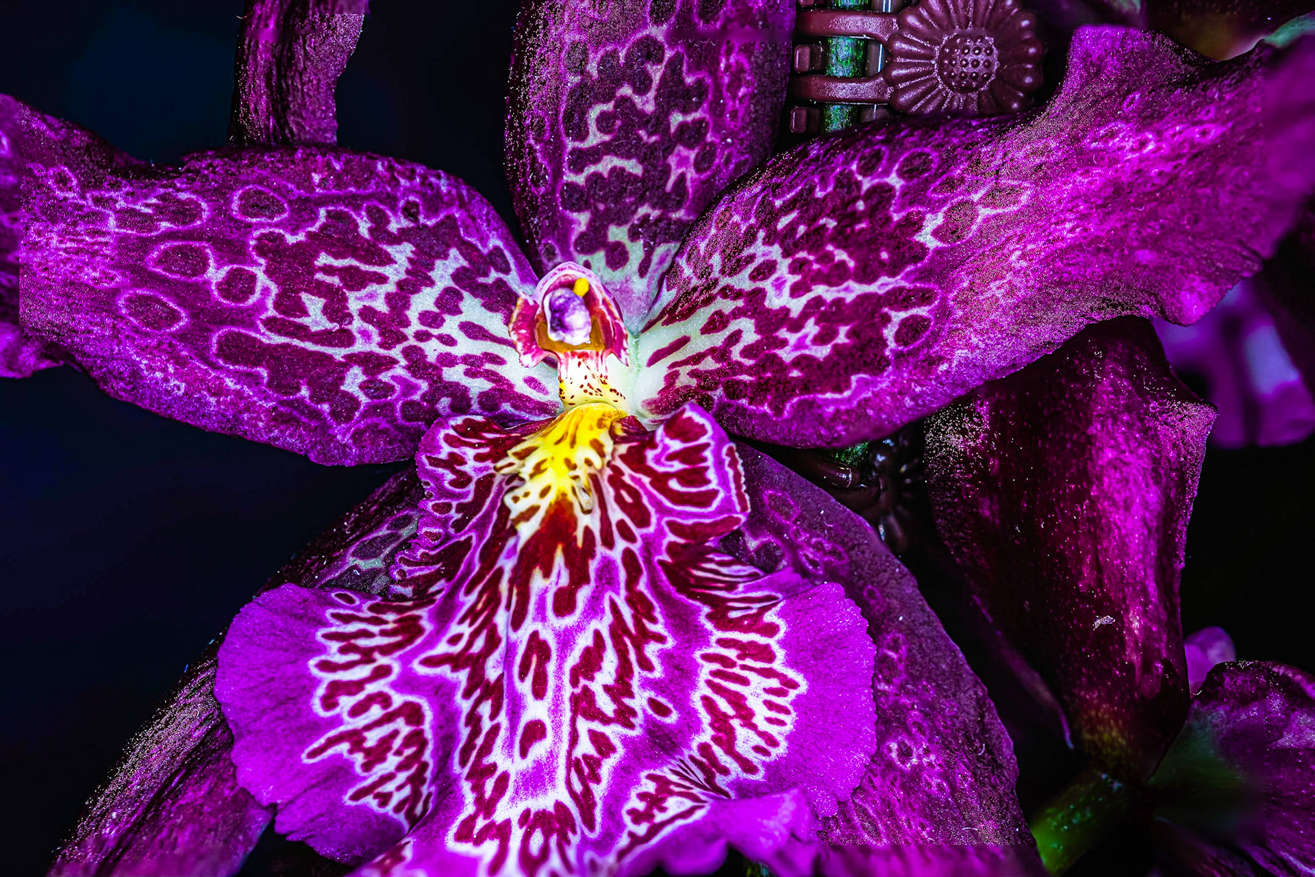 Orchid 12