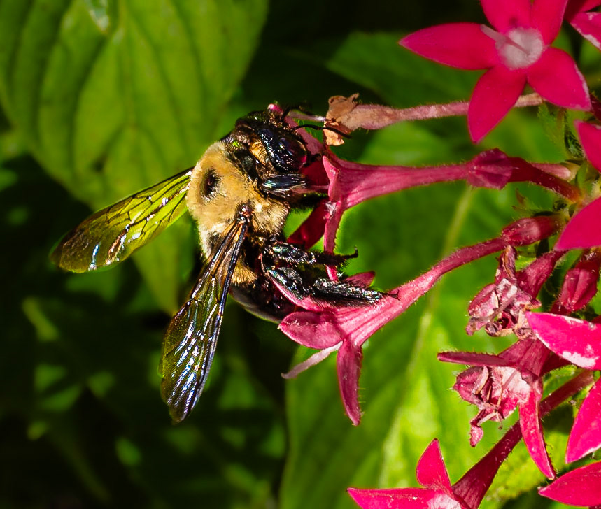 Macro Wasp