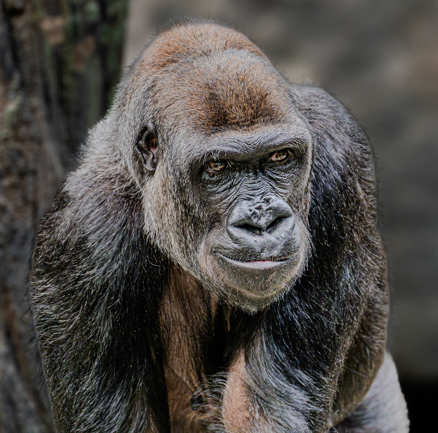Brookfield Gorilla