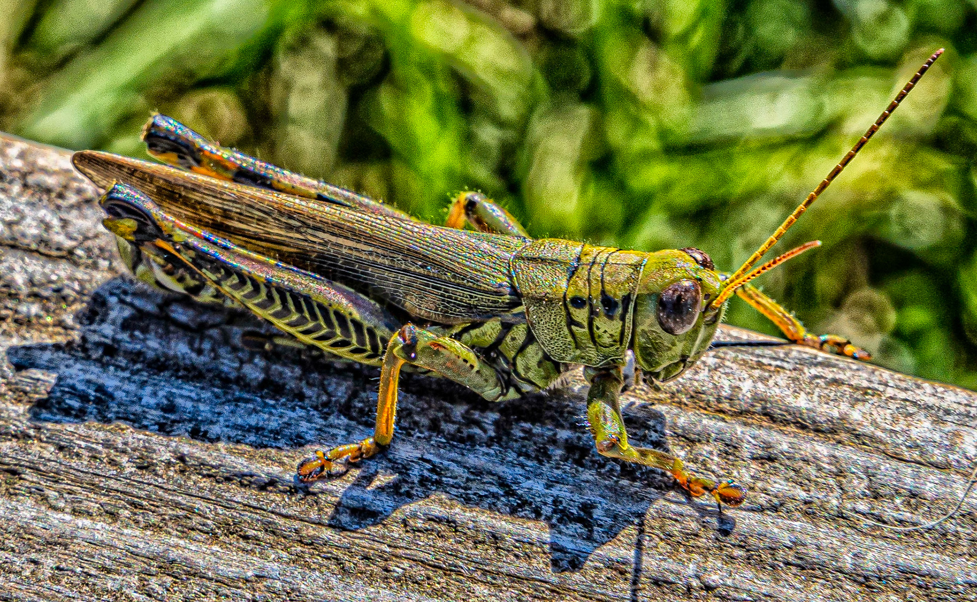 Cricket, cricket