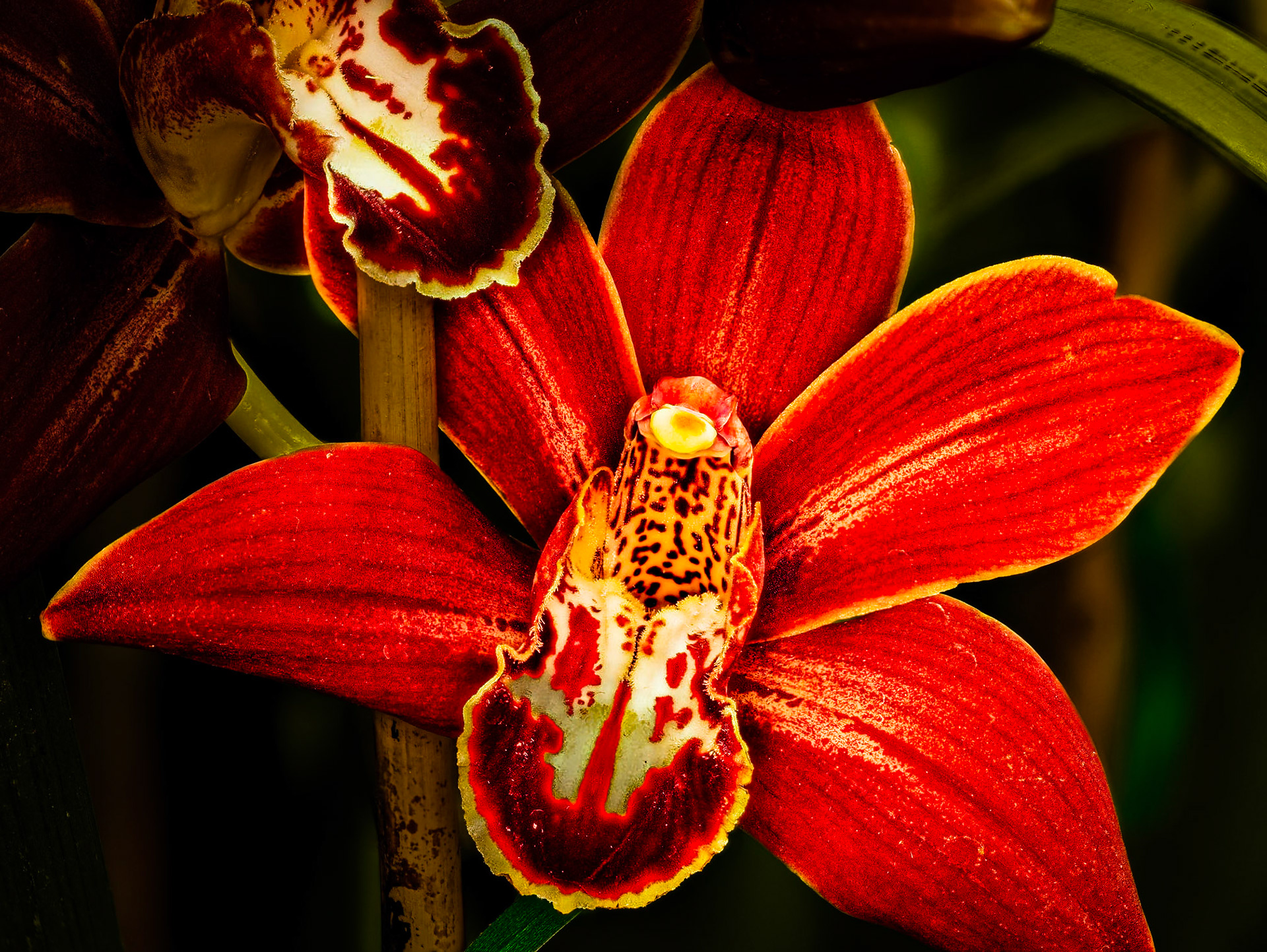 Orchid Show 2022