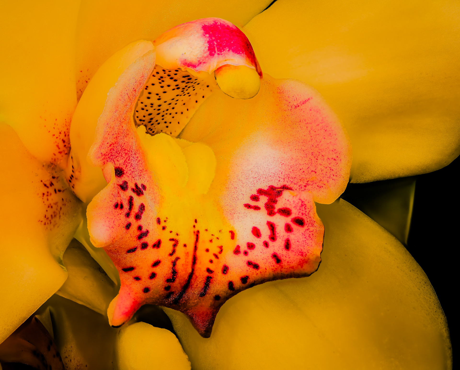 Orchid Show 2022