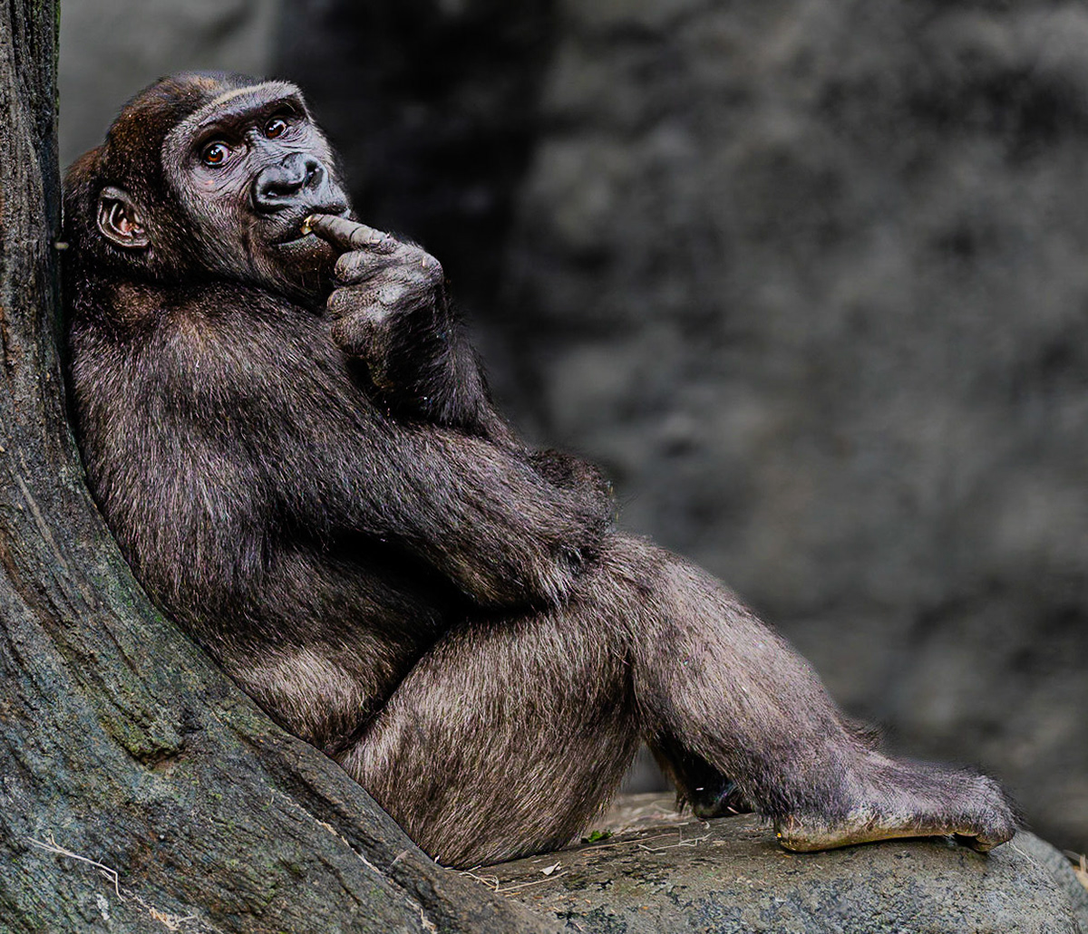 Shy Chimp