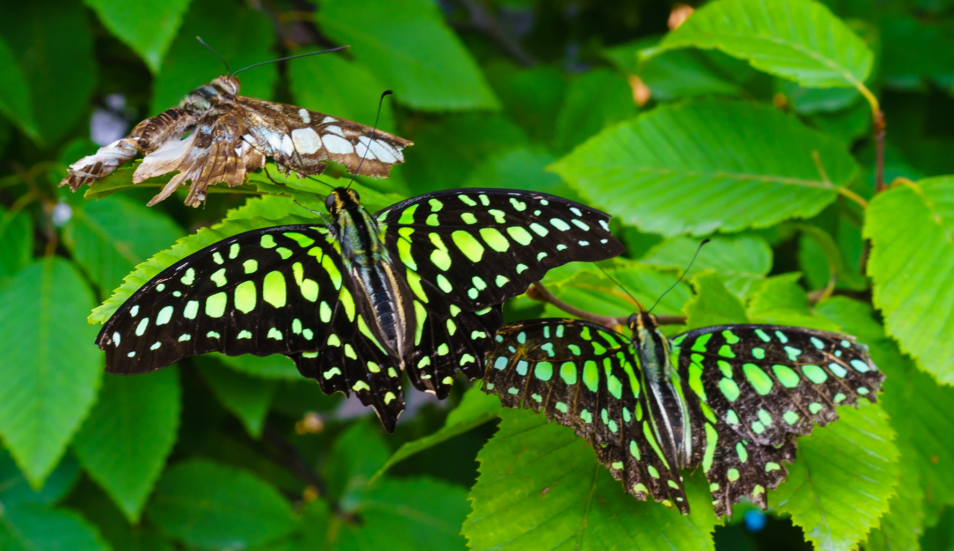 Butterfly Triple